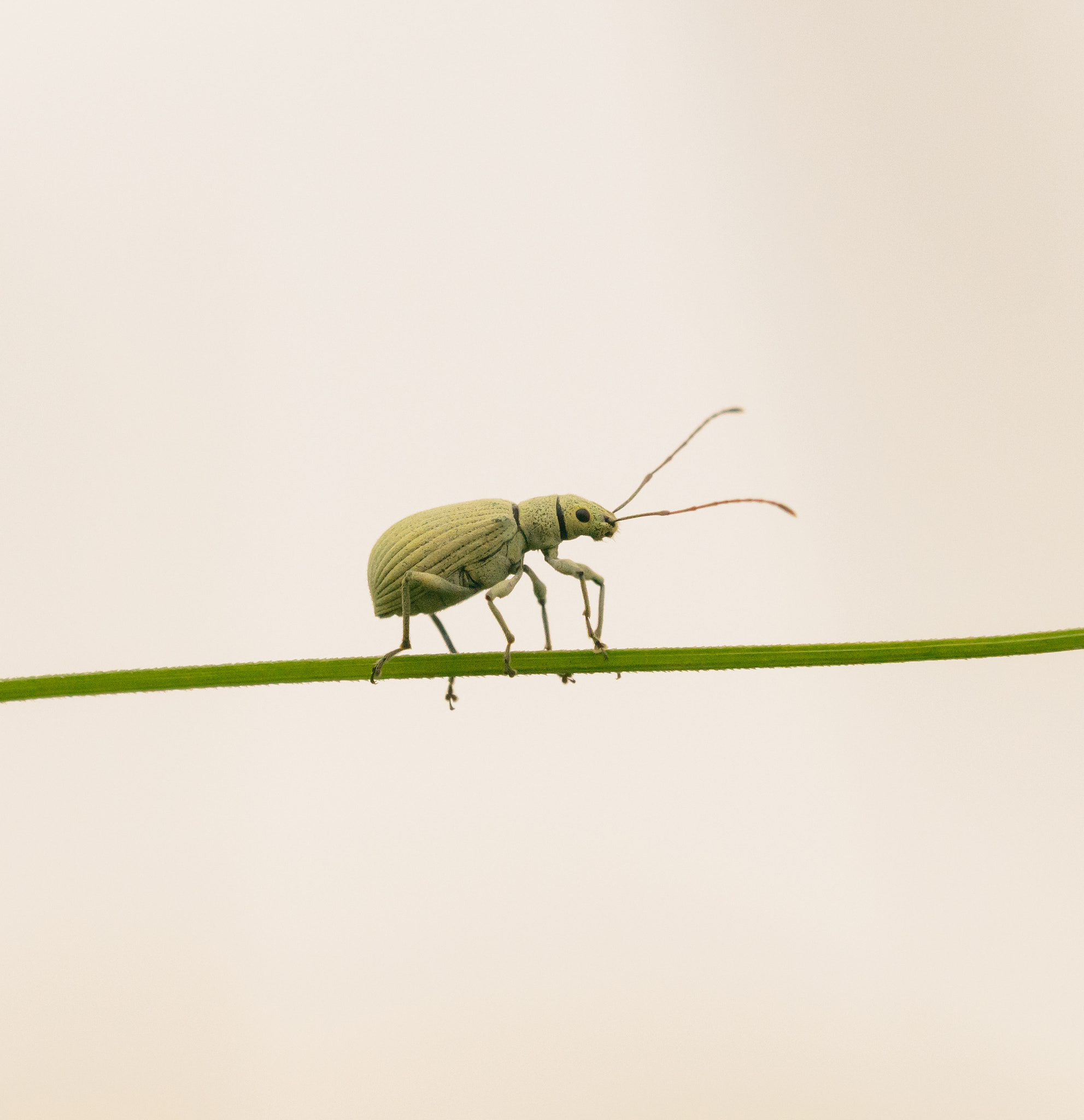 Sigma 150mm F2.8 EX DG Macro HSM sample photo. Small bug photography