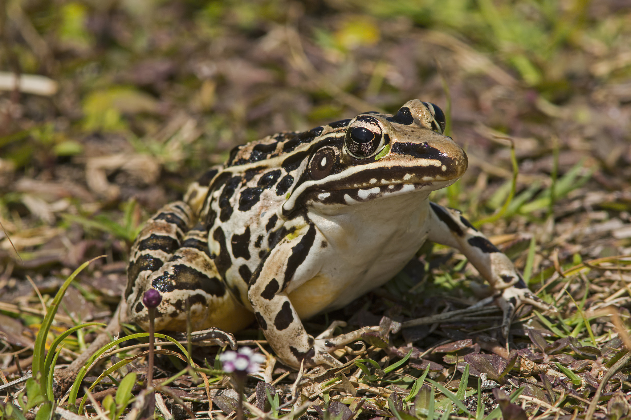 Canon EF 300mm F4L IS USM sample photo. A southern leopard frog getting some son in the merritt island national wildlife refuge photography
