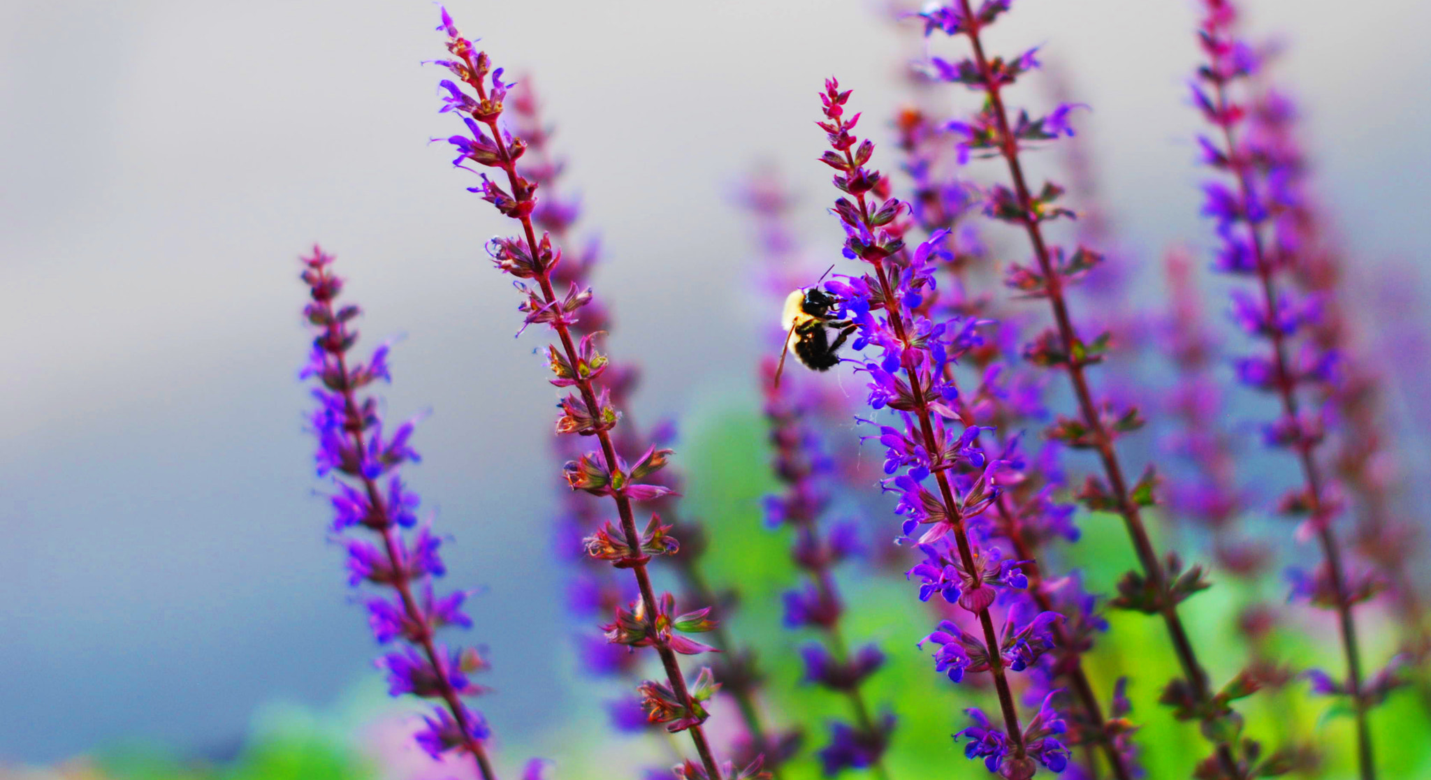 Nikon D80 + Nikon AF-S Nikkor 50mm F1.4G sample photo. The purple bee photography