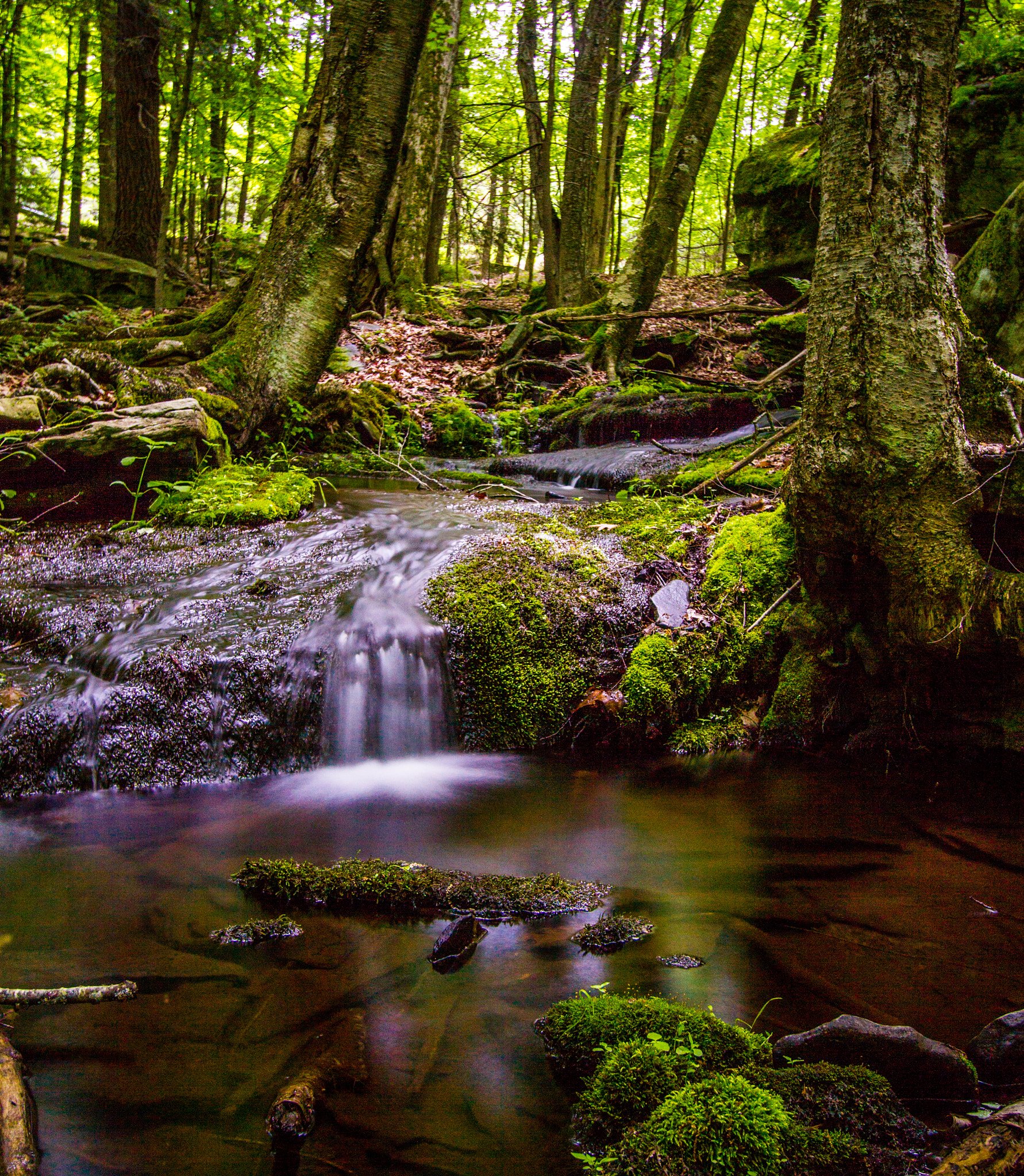 Canon EF-S 10-22mm F3.5-4.5 USM sample photo. Tranquility permeatesthe forest photography