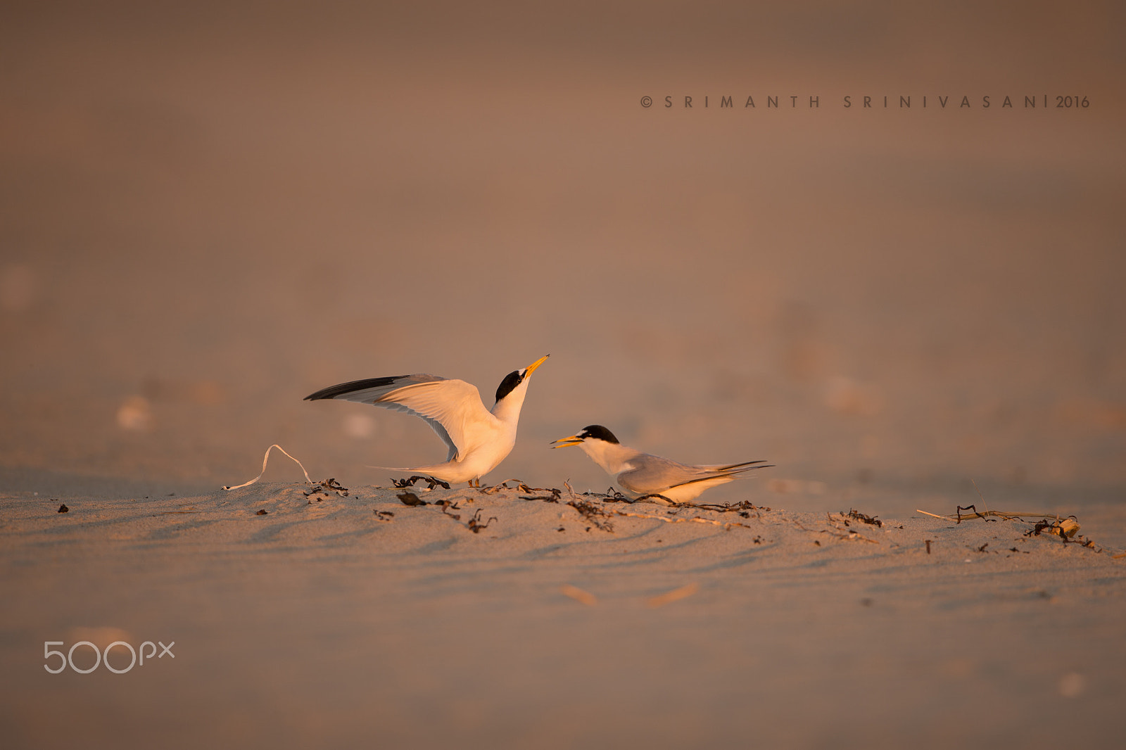 Nikon D610 + Nikon AF-S Nikkor 600mm F4G ED VR sample photo. Ipswich, massachusetts, usa | 31-may-16 photography