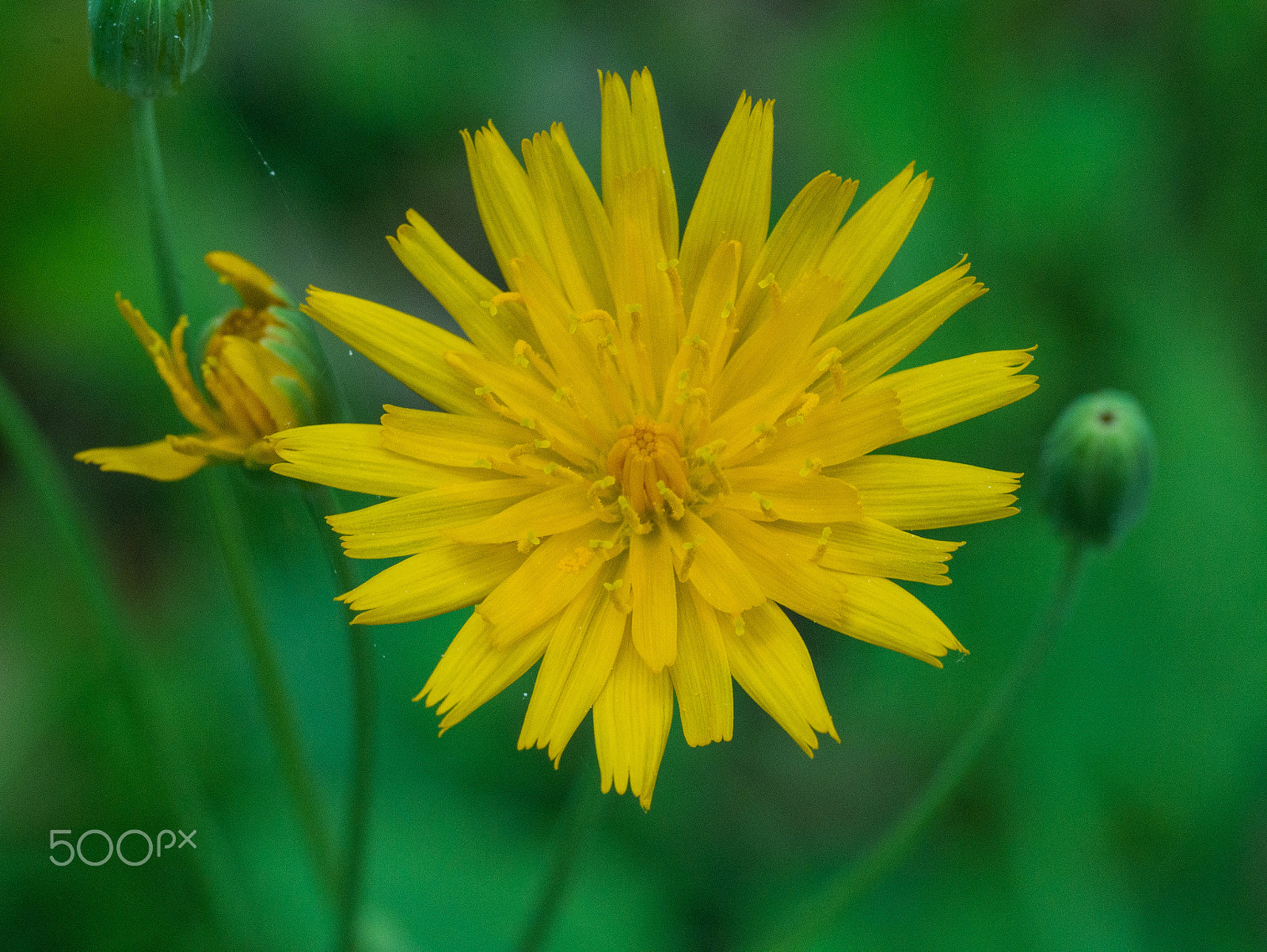 Olympus M.Zuiko Digital ED 60mm F2.8 Macro sample photo. Forest beauty photography