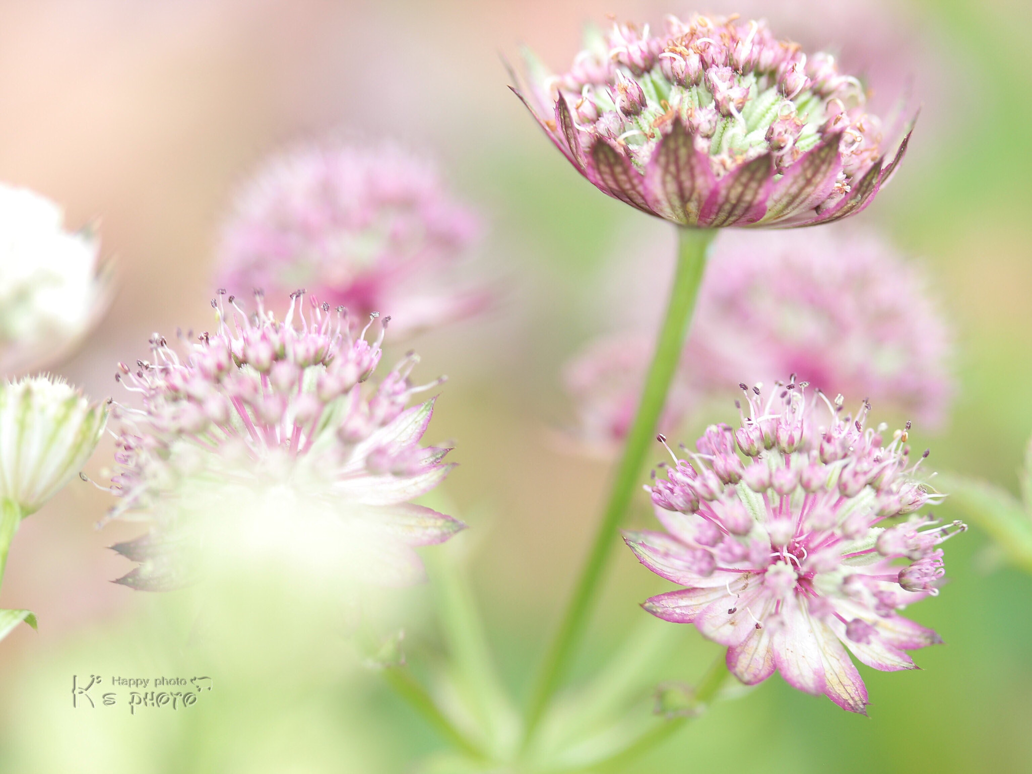 Canon EF-S 60mm F2.8 Macro USM sample photo. Astrantia photography