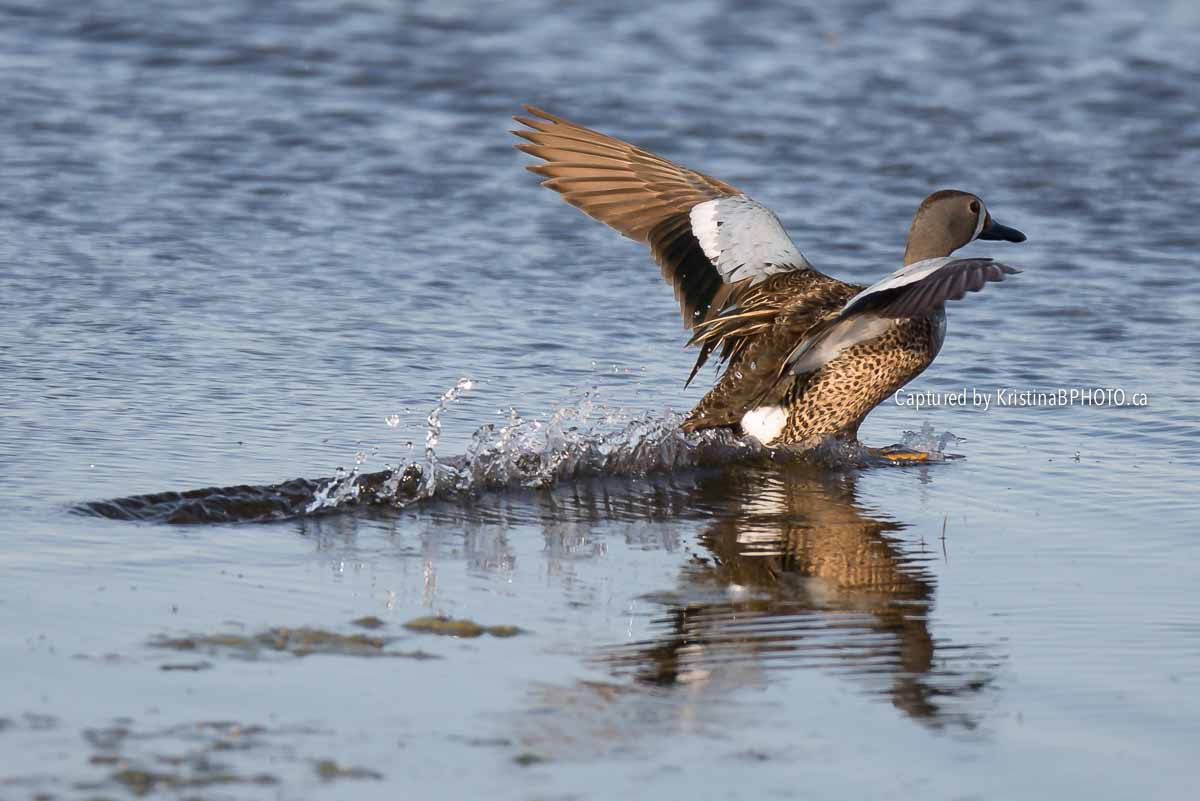 Nikon AF-S Nikkor 200-500mm F5.6E ED VR sample photo. I'm outta here! you're such a loon photography
