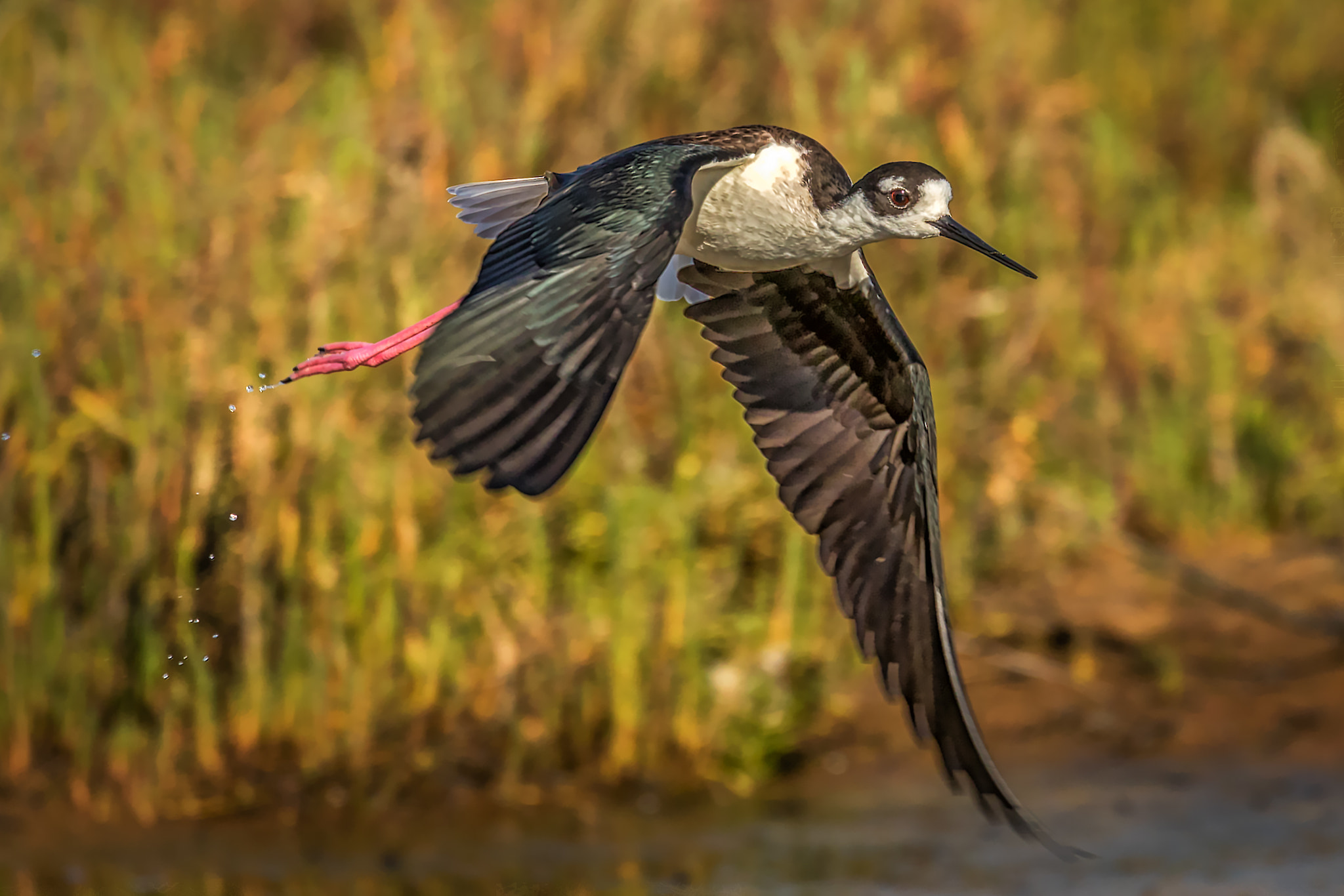 Canon EF 100-400mm F4.5-5.6L IS II USM sample photo. Lift off (black-necked stilt) photography