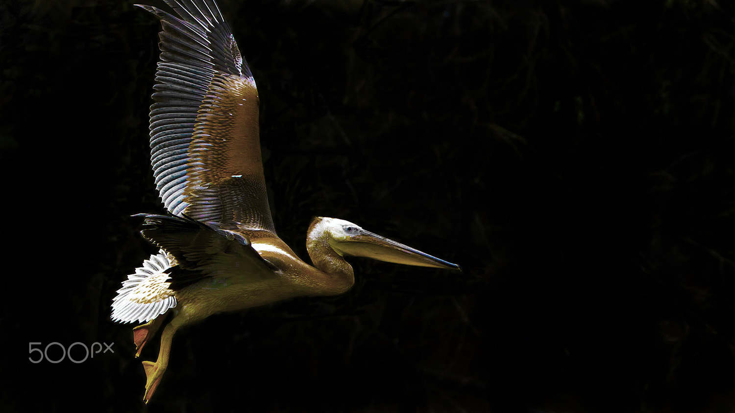 Canon EF 600mm f/4L IS sample photo. A portrait in flight. juvenile plumage in a rosy pelican (pelecanus oncrotalus).national... photography