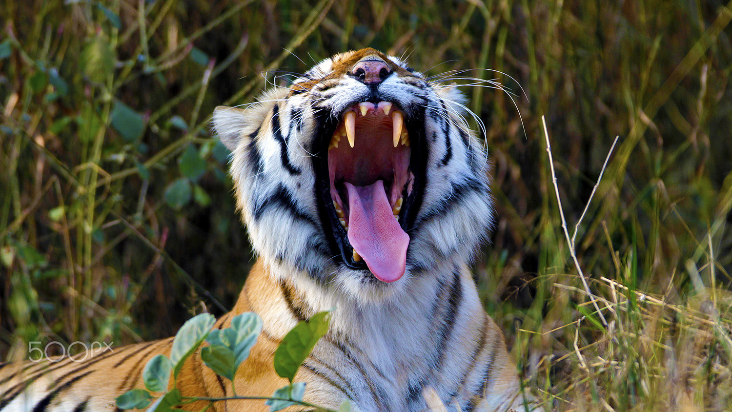 Canon EOS 7D + Canon EF 600mm f/4L IS sample photo. Royal bengal tiger photography