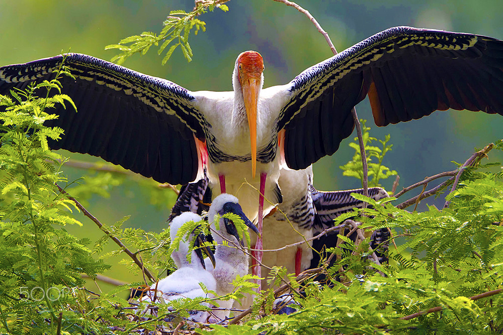 Canon EF 600mm F4L IS USM sample photo. 36.jpg photography