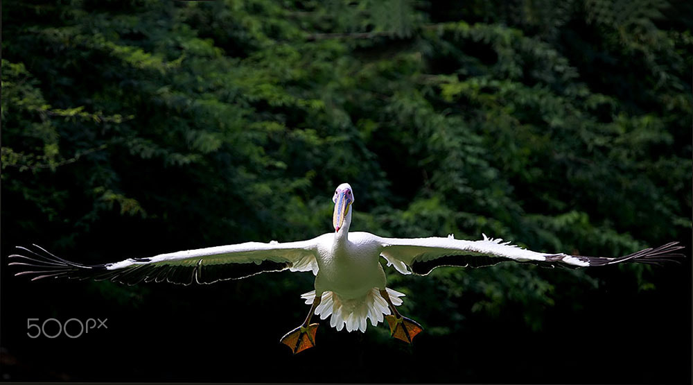 Canon EF 600mm f/4L IS sample photo. 39.jpg photography