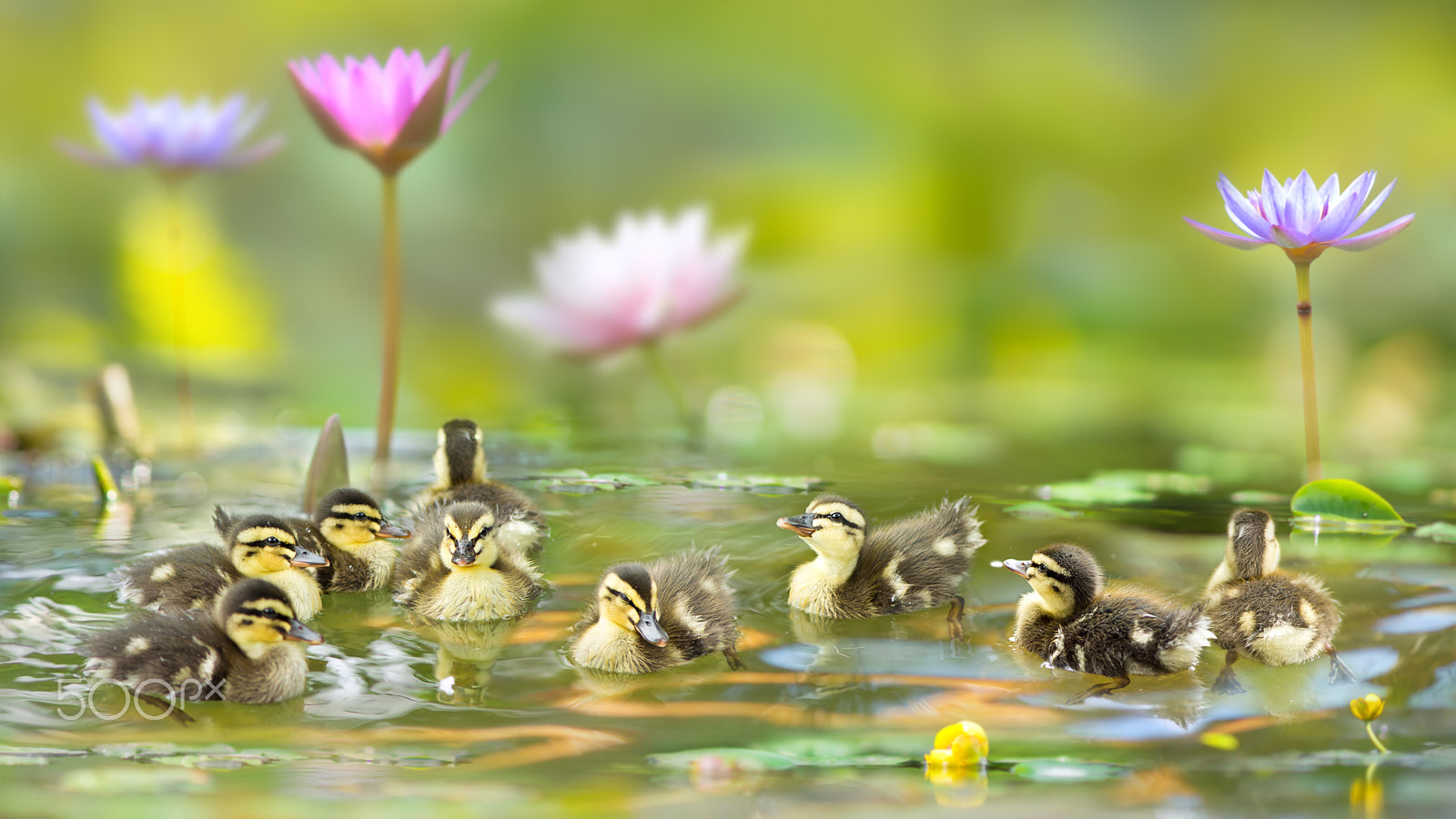 Minolta AF 300mm F2.8 APO sample photo. ～ the ugly duckling  ～ photography