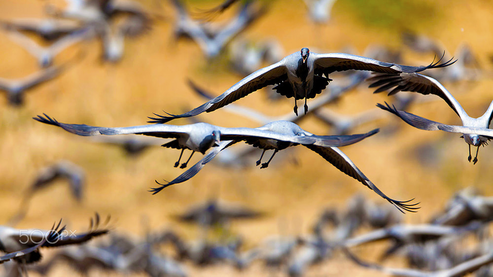 Canon EOS 5D Mark II + Canon EF 600mm F4L IS USM sample photo. Demoiselle crane flock photography