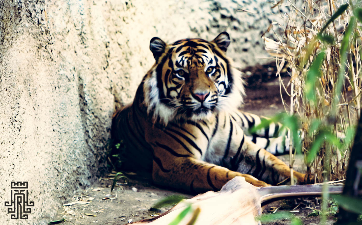 Canon EOS 100D (EOS Rebel SL1 / EOS Kiss X7) sample photo. Eye of the tiger photography