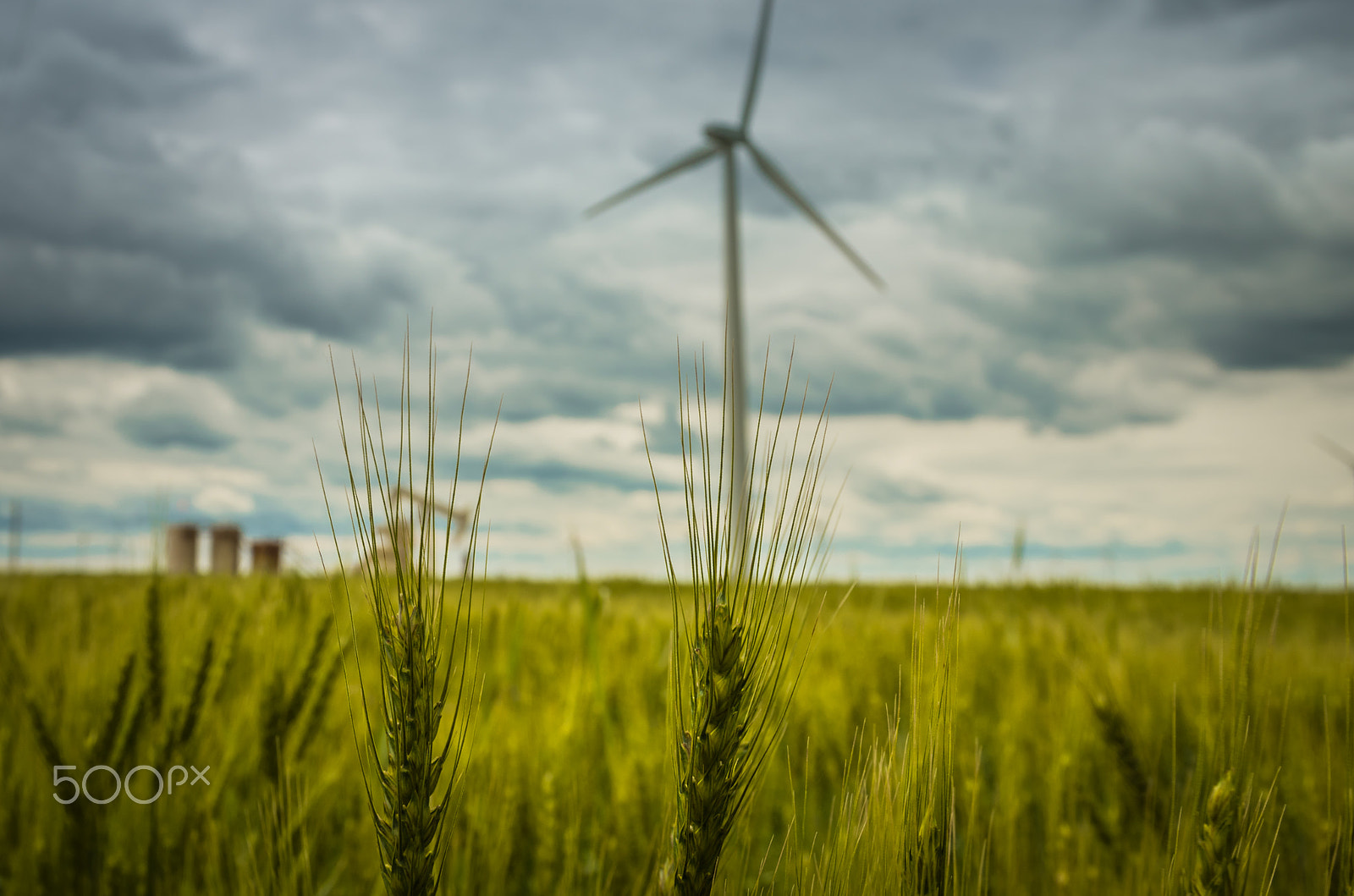 Sigma 17-70mm F2.8-4 DC Macro HSM | C sample photo. Oklahoma wheat photography