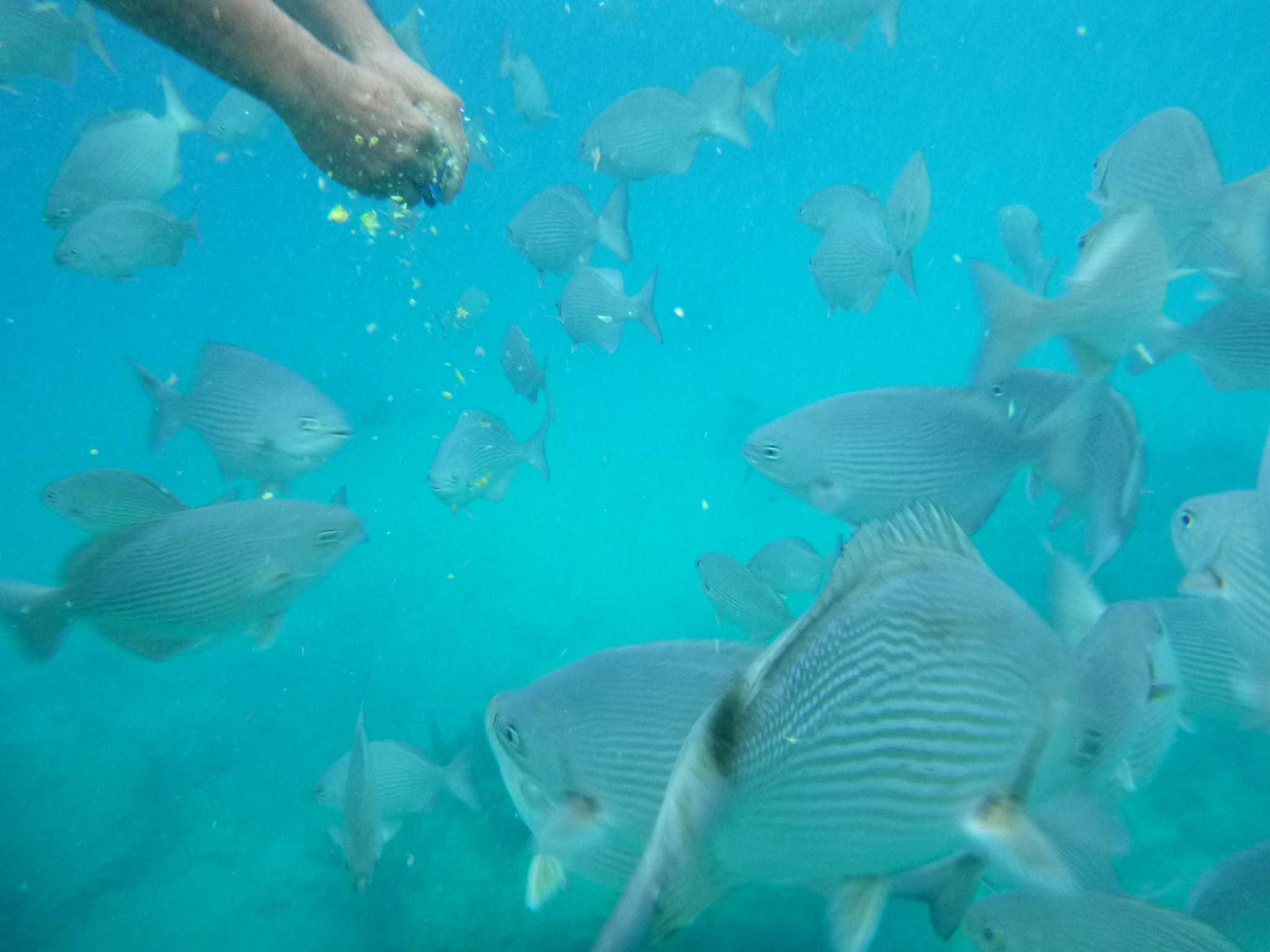 Panasonic DMC-TS20 sample photo. Pescaditos en san andrés photography