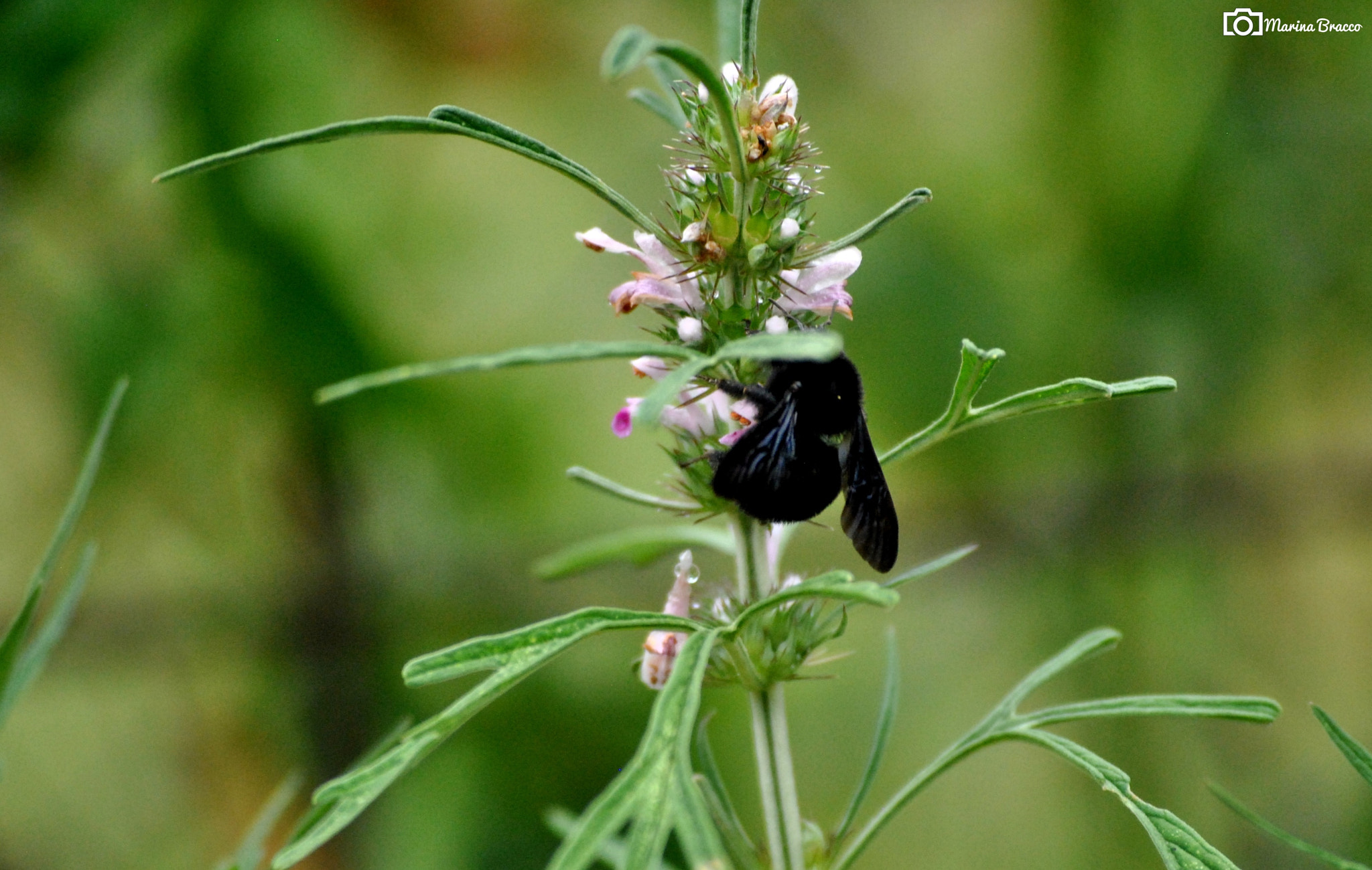 Nikon D3000 sample photo. Little giant photography