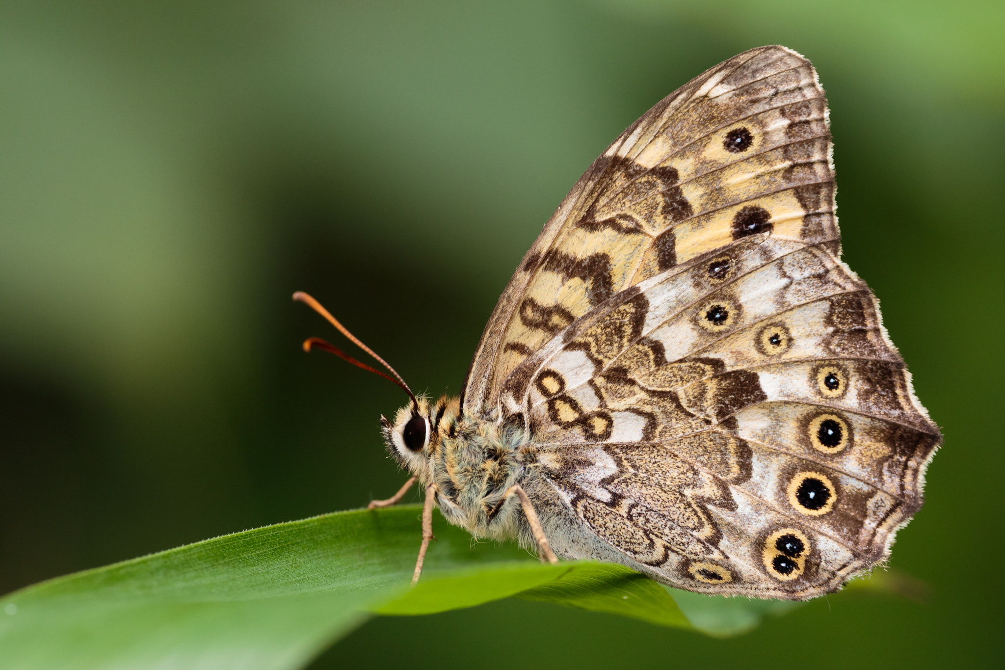 Sigma APO Macro 180mm F2.8 EX DG OS HSM sample photo. Neope goschkevitschii photography