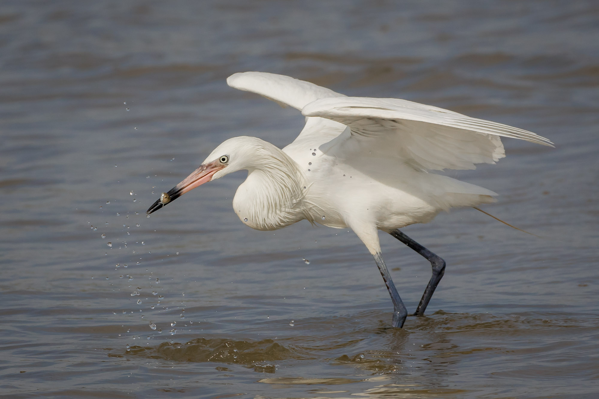 Canon EF 100-400mm F4.5-5.6L IS II USM sample photo. Game over photography