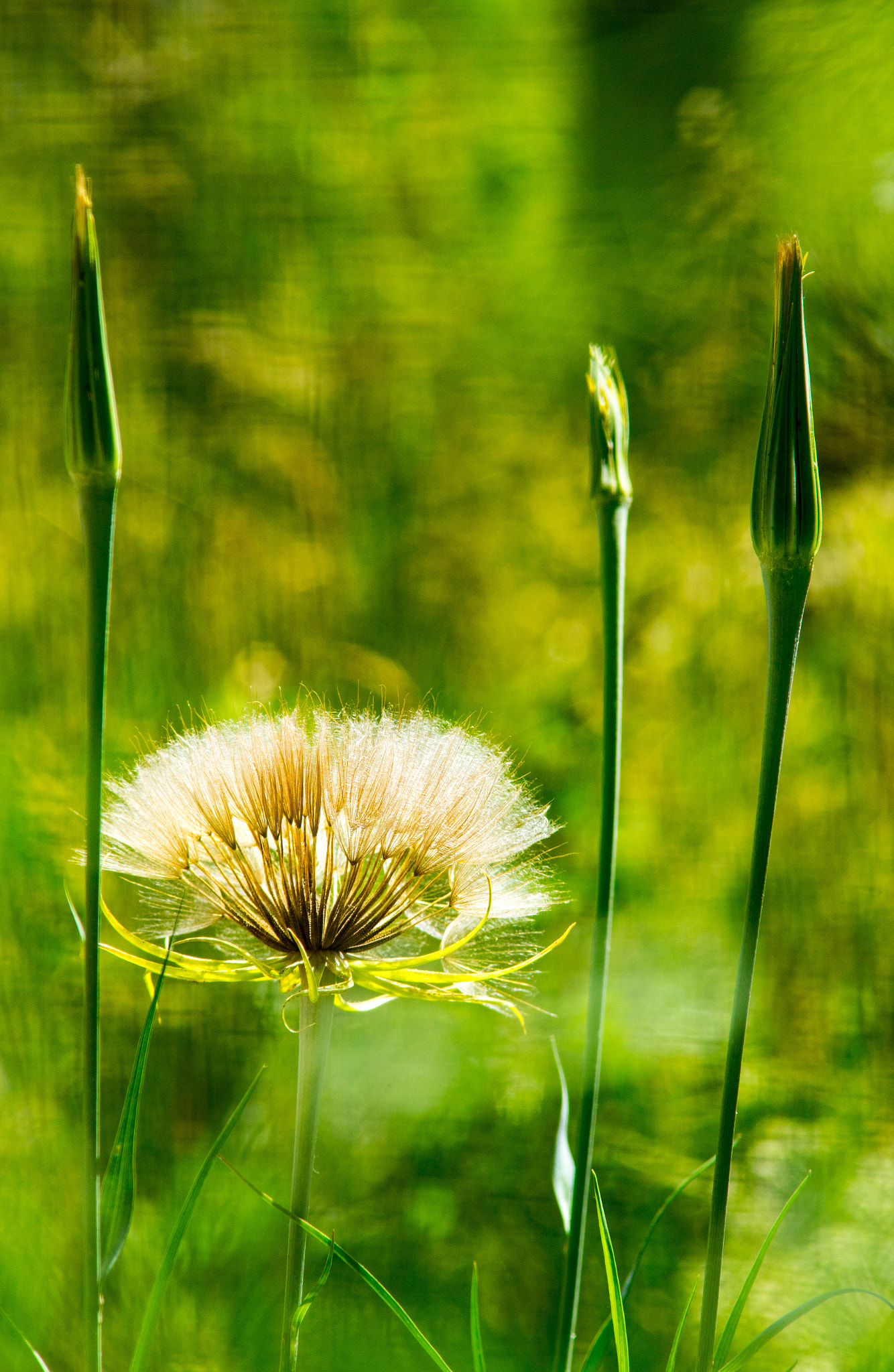 Minolta AF 70-210mm F4 Macro sample photo. Dandelion photography