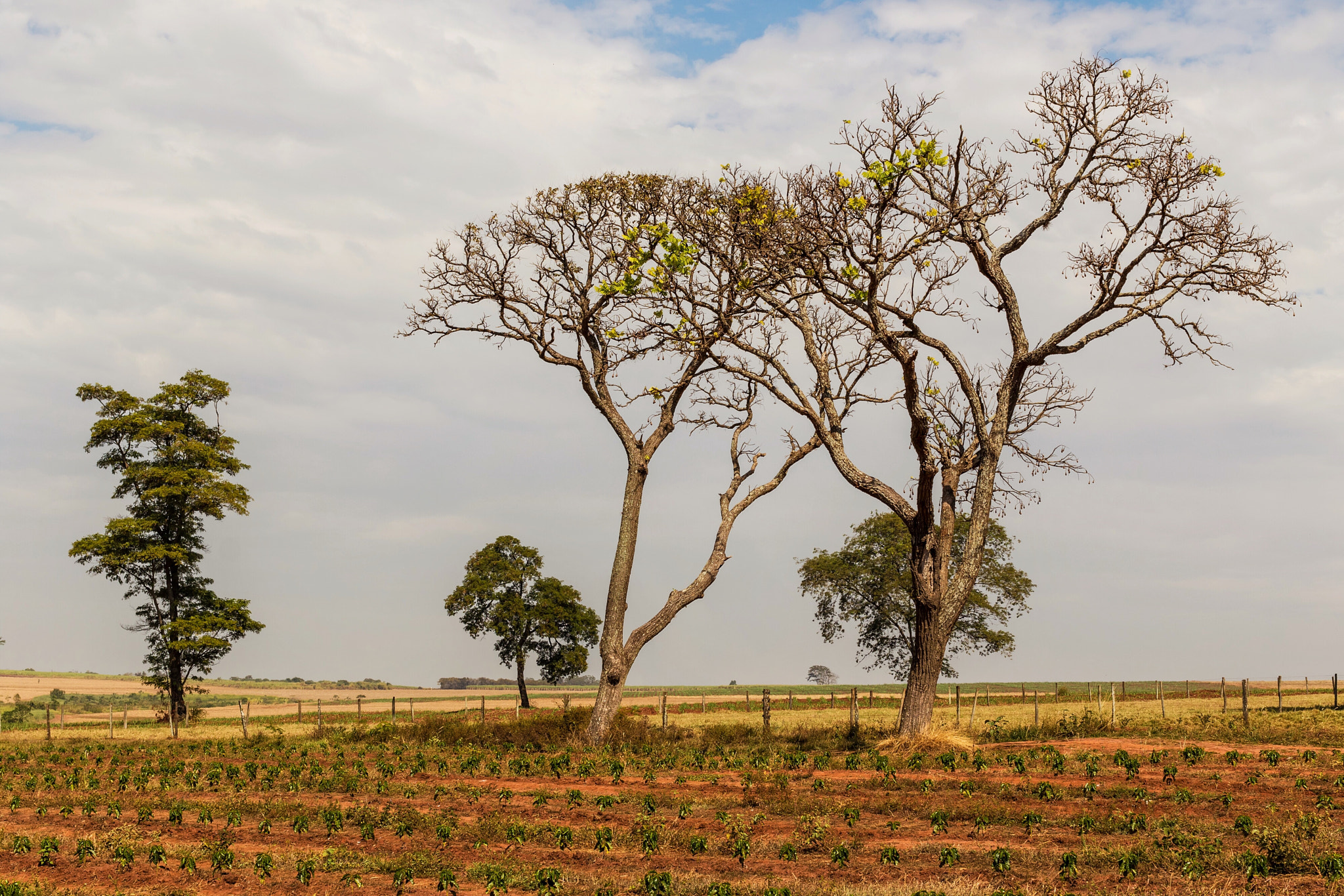 Canon EF 40mm F2.8 STM sample photo. Trees photography