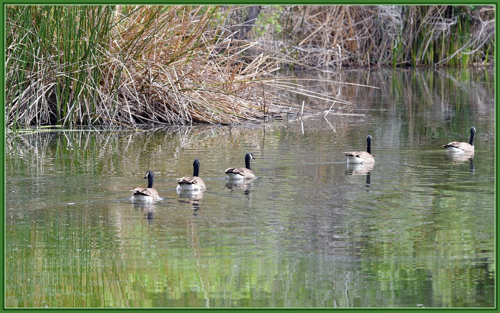 Sigma 120-400mm F4.5-5.6 DG OS HSM sample photo. Follow my lead photography