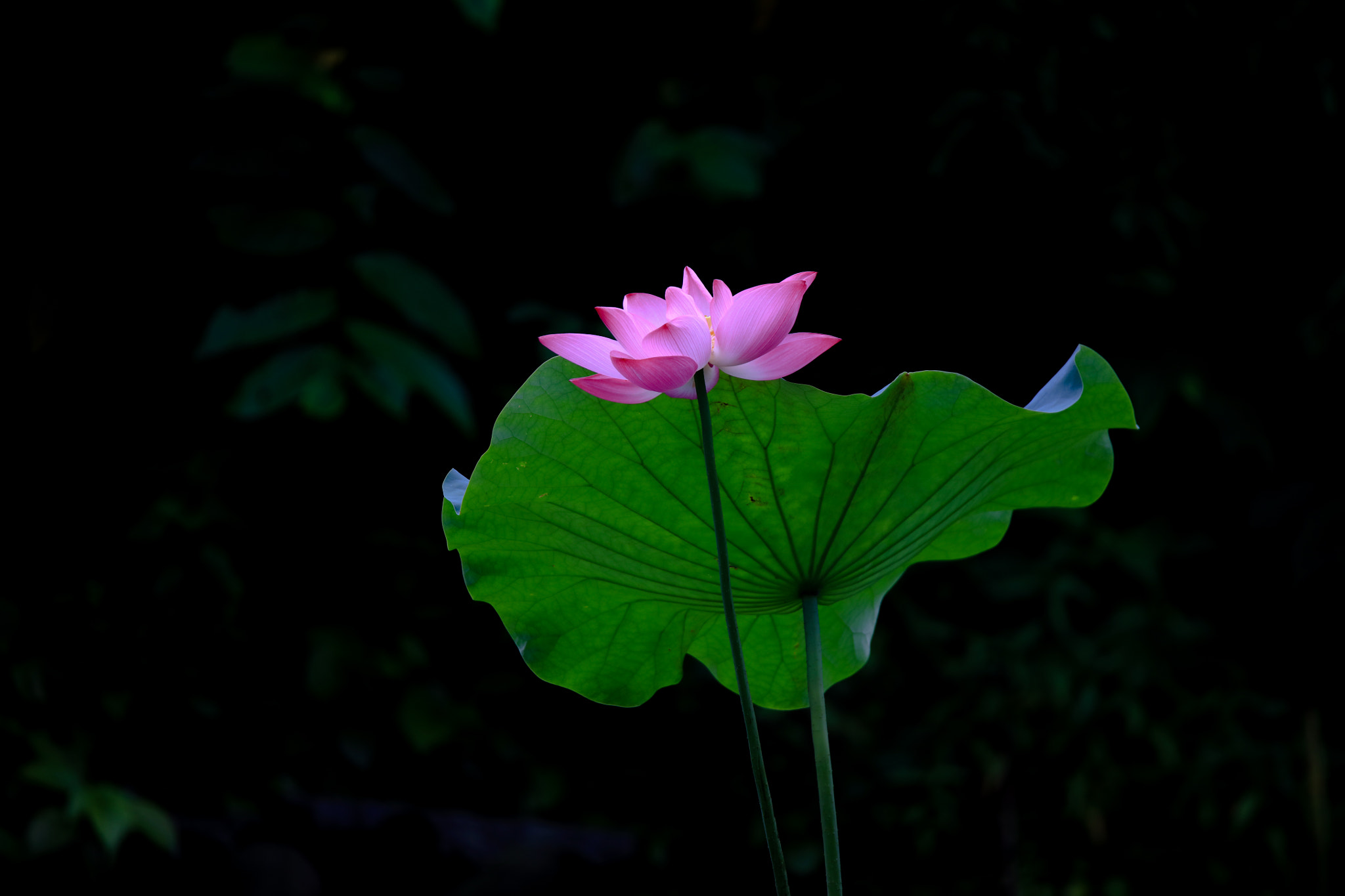 Tamron SP 150-600mm F5-6.3 Di VC USD sample photo. Lotus photography