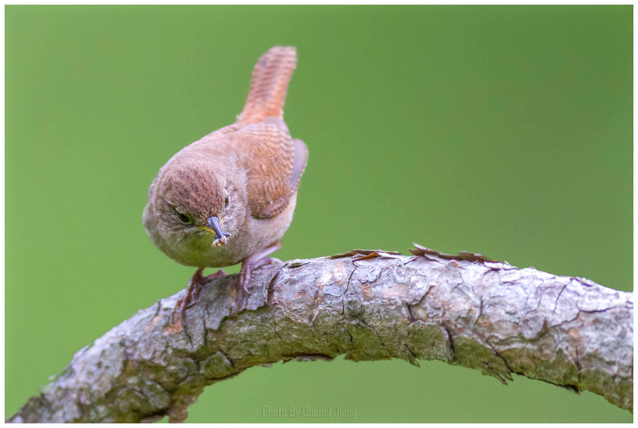 Canon EOS 7D + Canon EF 600mm f/4L IS sample photo. Wren photography