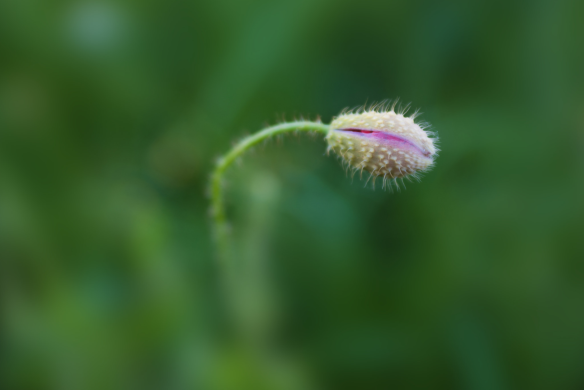 Nikon D810 + AF Zoom-Nikkor 35-70mm f/2.8D sample photo. Poppy giving birth photography