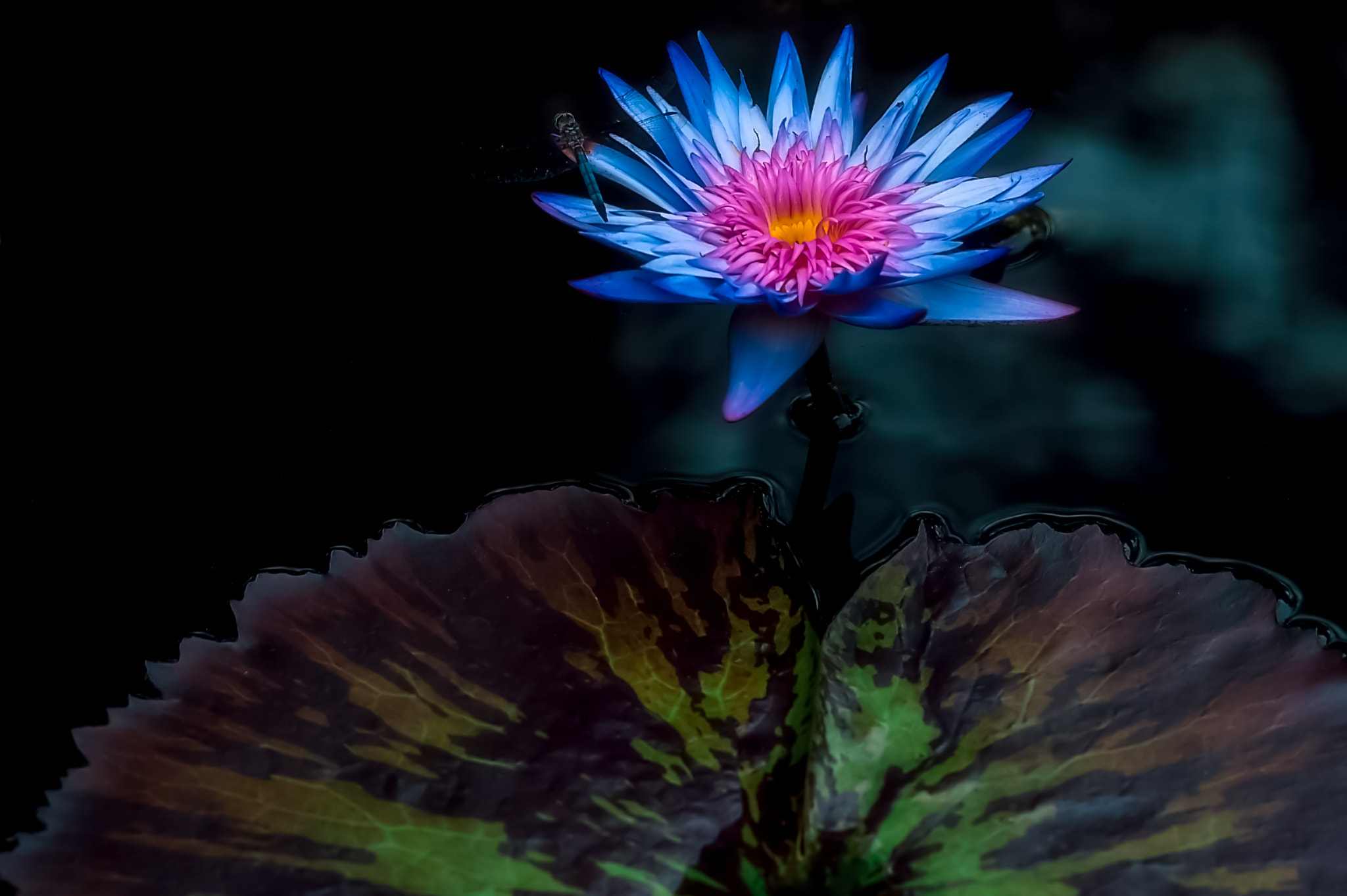 AF DC-Nikkor 135mm f/2 sample photo. Water lily in botanical gardens photography
