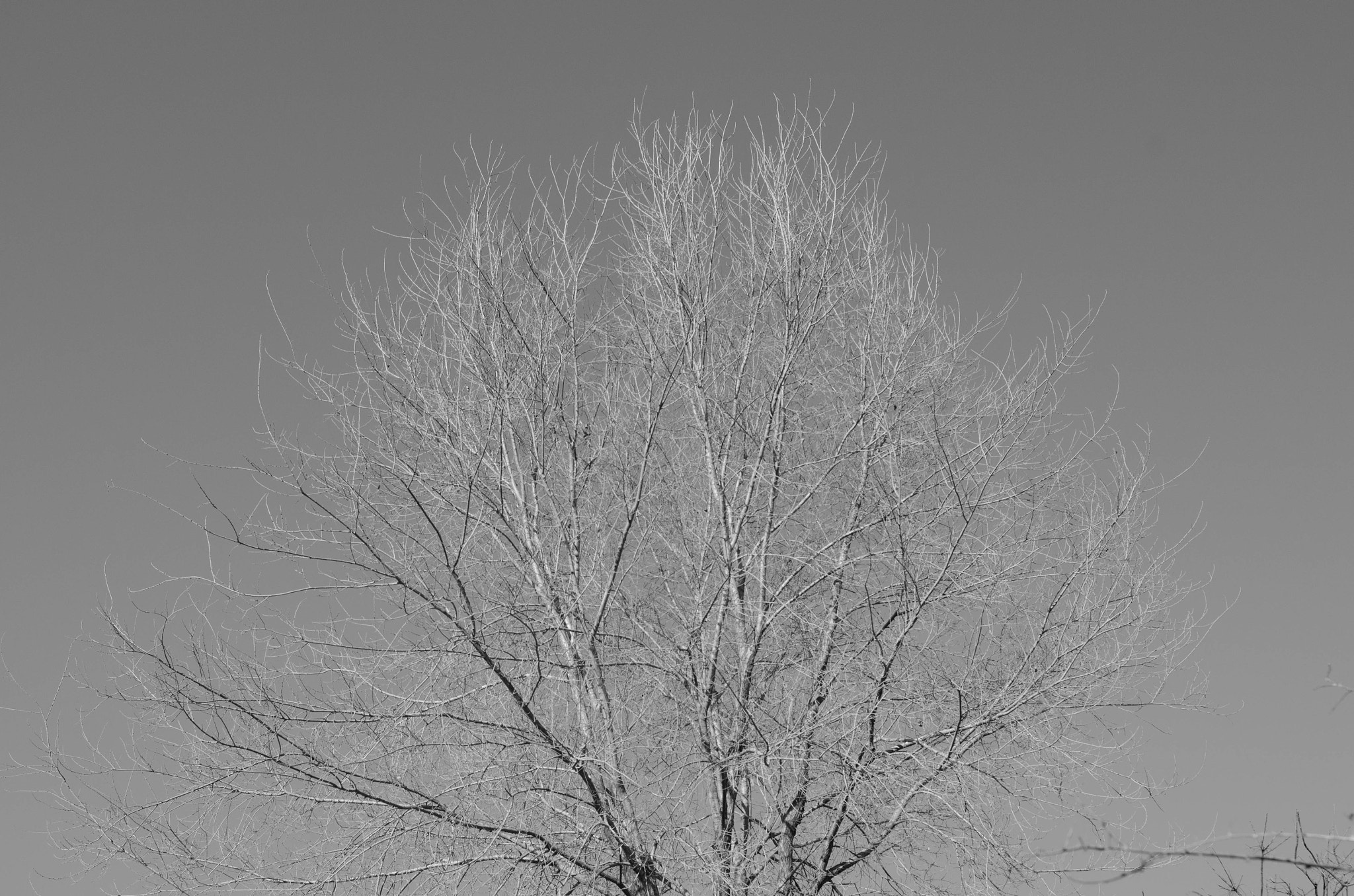 Nikon AF-S Nikkor 18-35mm F3.5-4.5G ED sample photo. Old tree.jpg photography