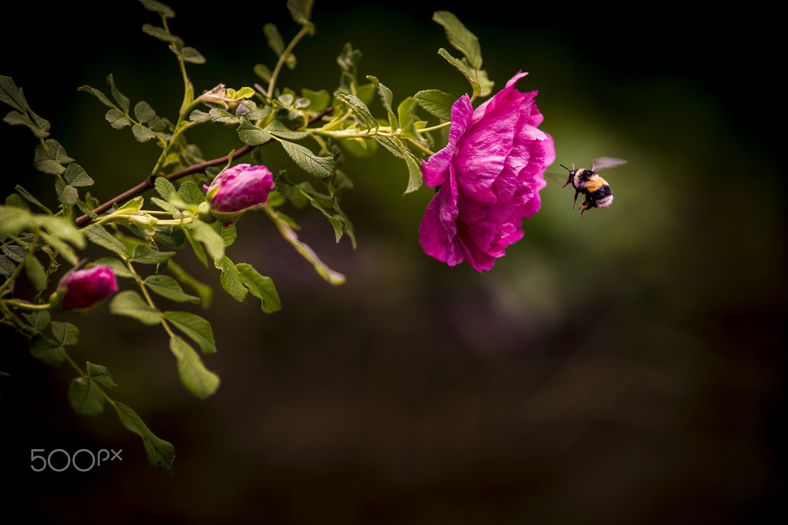 Canon EF 200mm f/2.8L sample photo. 刺玫 photography