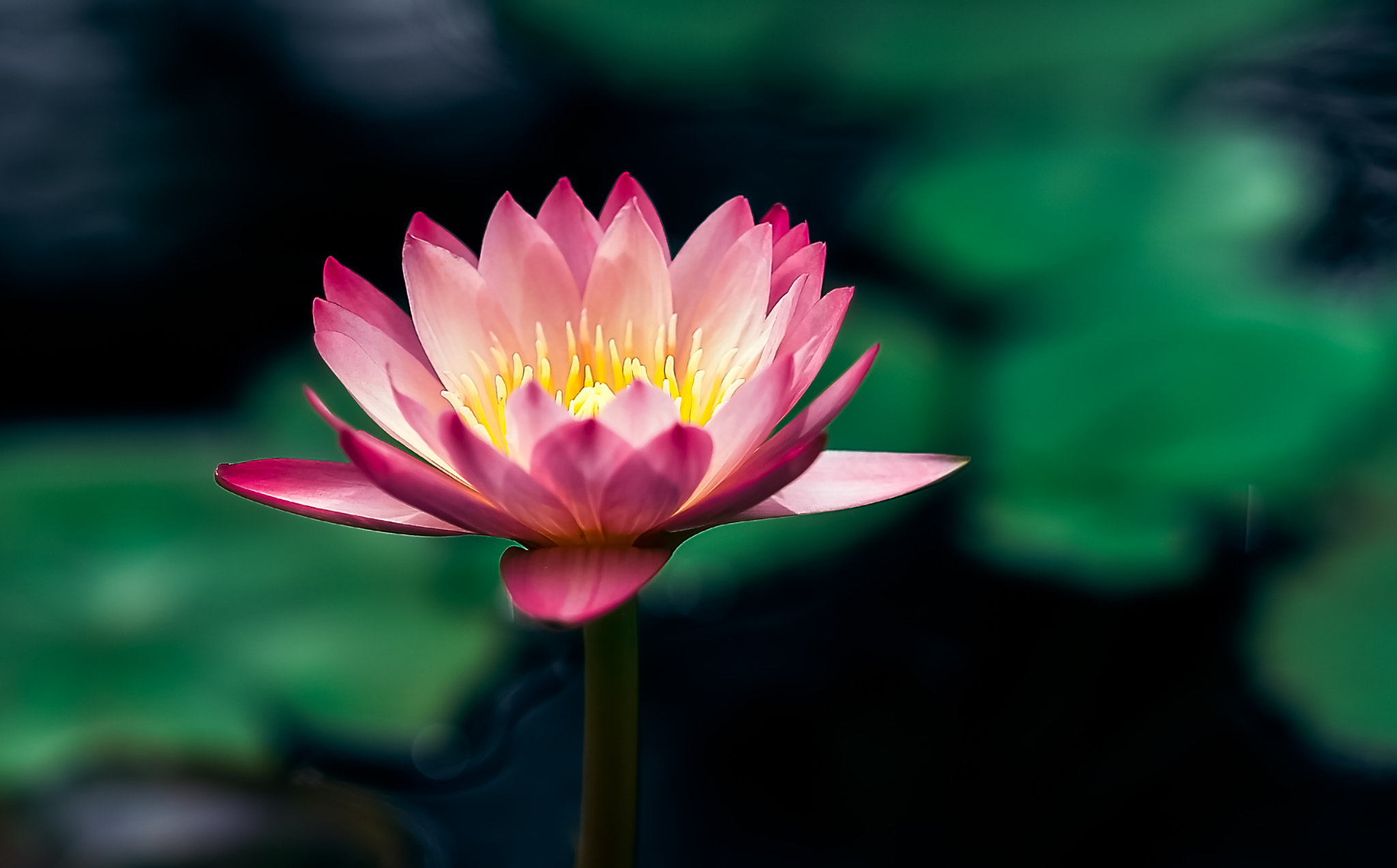 Nikon Df + AF DC-Nikkor 135mm f/2 sample photo. 20160604-76-edit.jpg photography