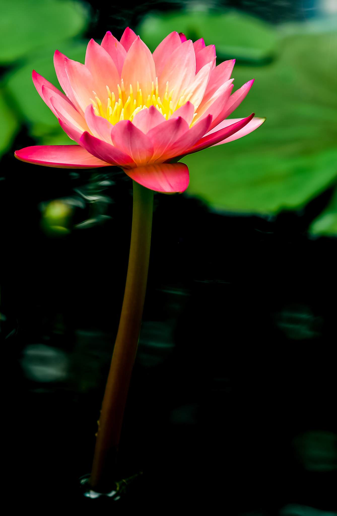 AF DC-Nikkor 135mm f/2 sample photo. Red water lily in birmingham botanical gardens photography