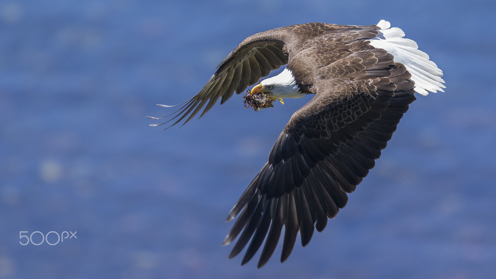 Canon EOS 7D Mark II + Canon EF 400mm F2.8L IS II USM sample photo. Feed for the eaglets photography