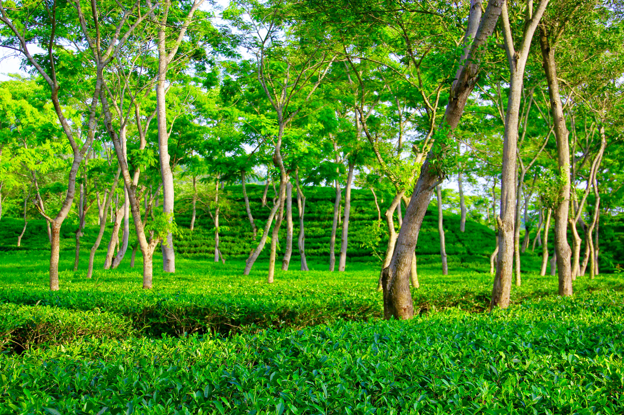 Canon EOS 550D (EOS Rebel T2i / EOS Kiss X4) + Canon EF-S 18-135mm F3.5-5.6 IS sample photo. Tea garden, srimongal, bangladesh photography