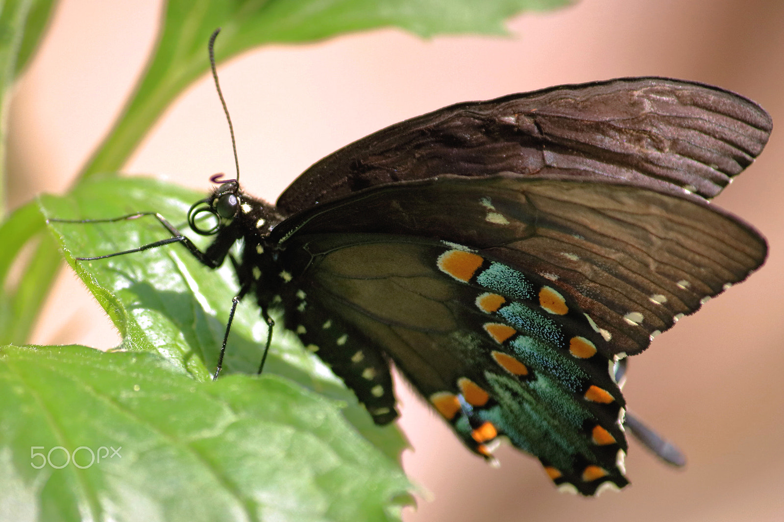 Canon EOS 760D (EOS Rebel T6s / EOS 8000D) sample photo. Butterfly sunning photography