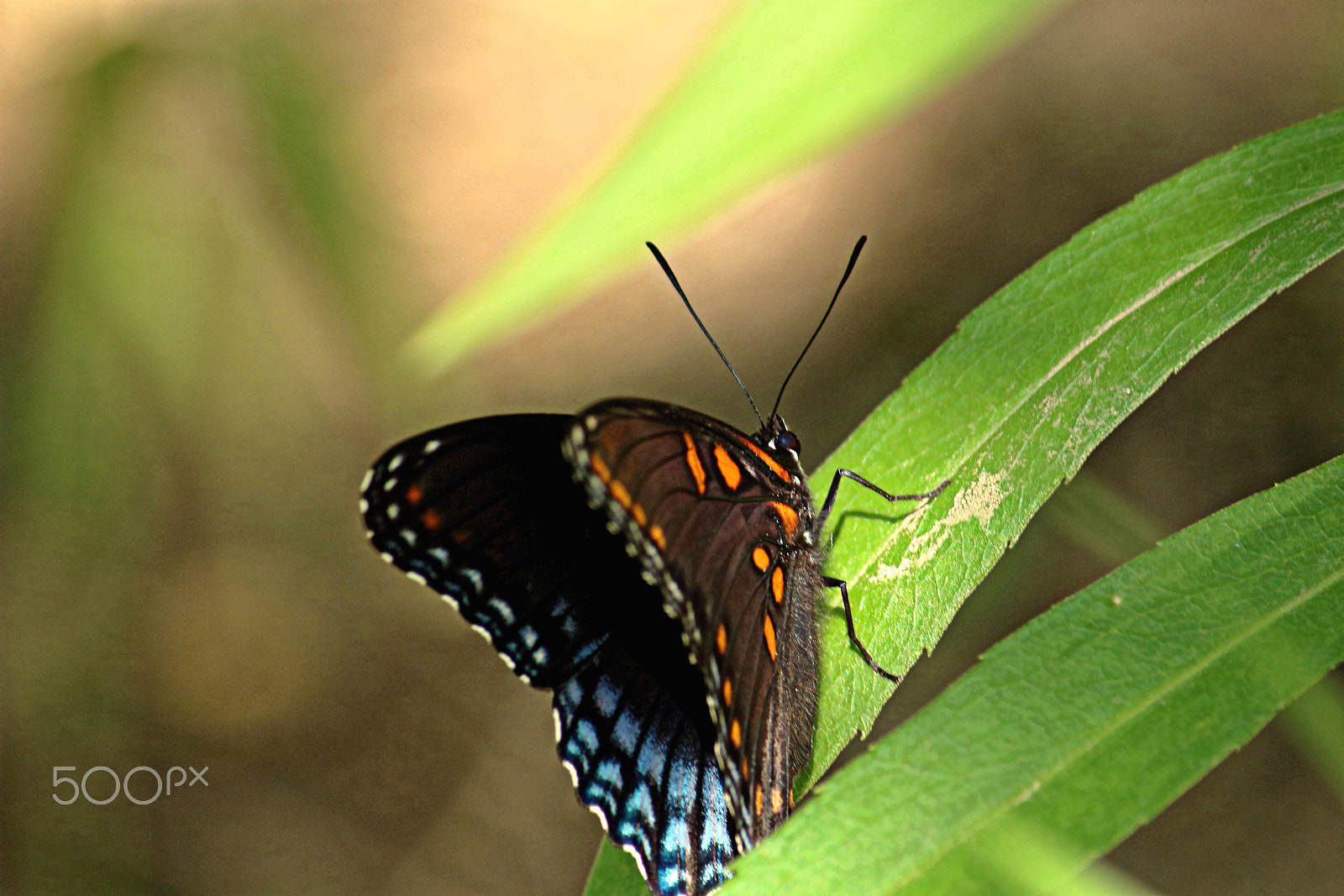 Canon EOS 760D (EOS Rebel T6s / EOS 8000D) sample photo. Butterfly may 2016 i photography