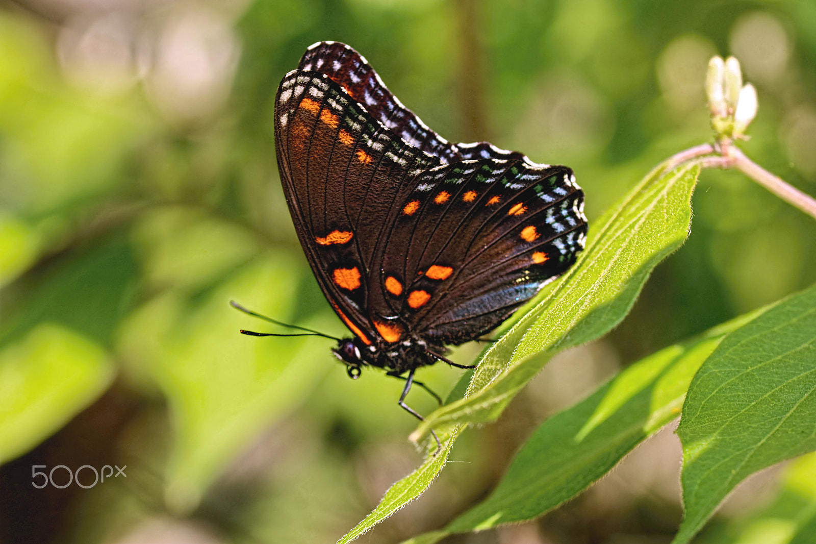 Canon EOS 760D (EOS Rebel T6s / EOS 8000D) sample photo. Butterfly may 2016 iii photography
