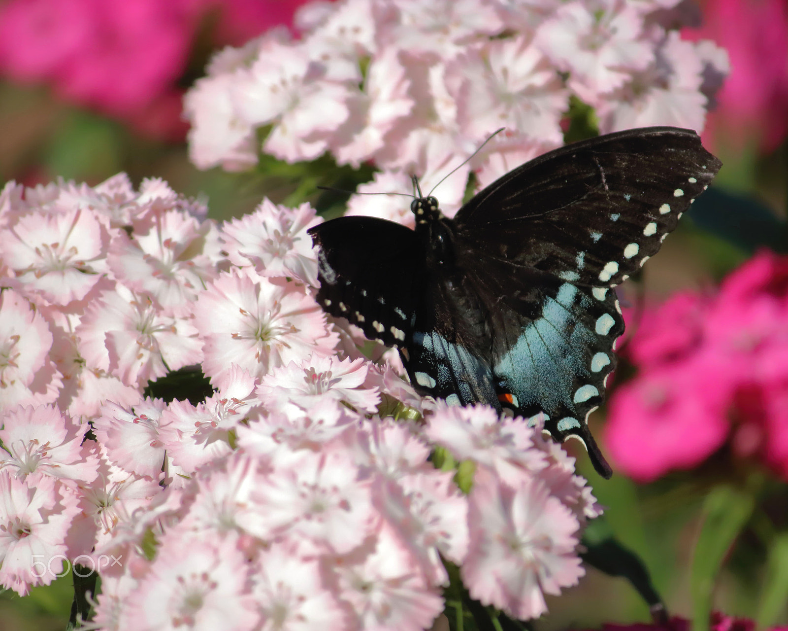 Canon EOS 760D (EOS Rebel T6s / EOS 8000D) sample photo. Butterfly and flowers ii photography