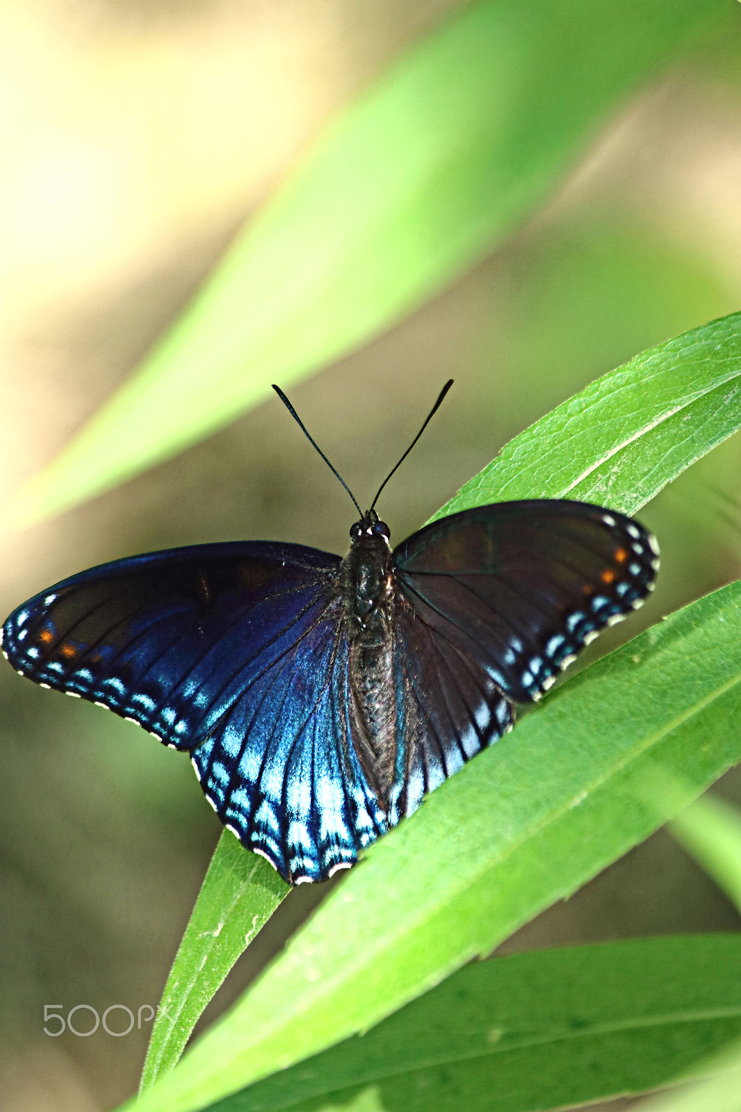 Canon EOS 760D (EOS Rebel T6s / EOS 8000D) sample photo. Butterfly may 2016 ii photography