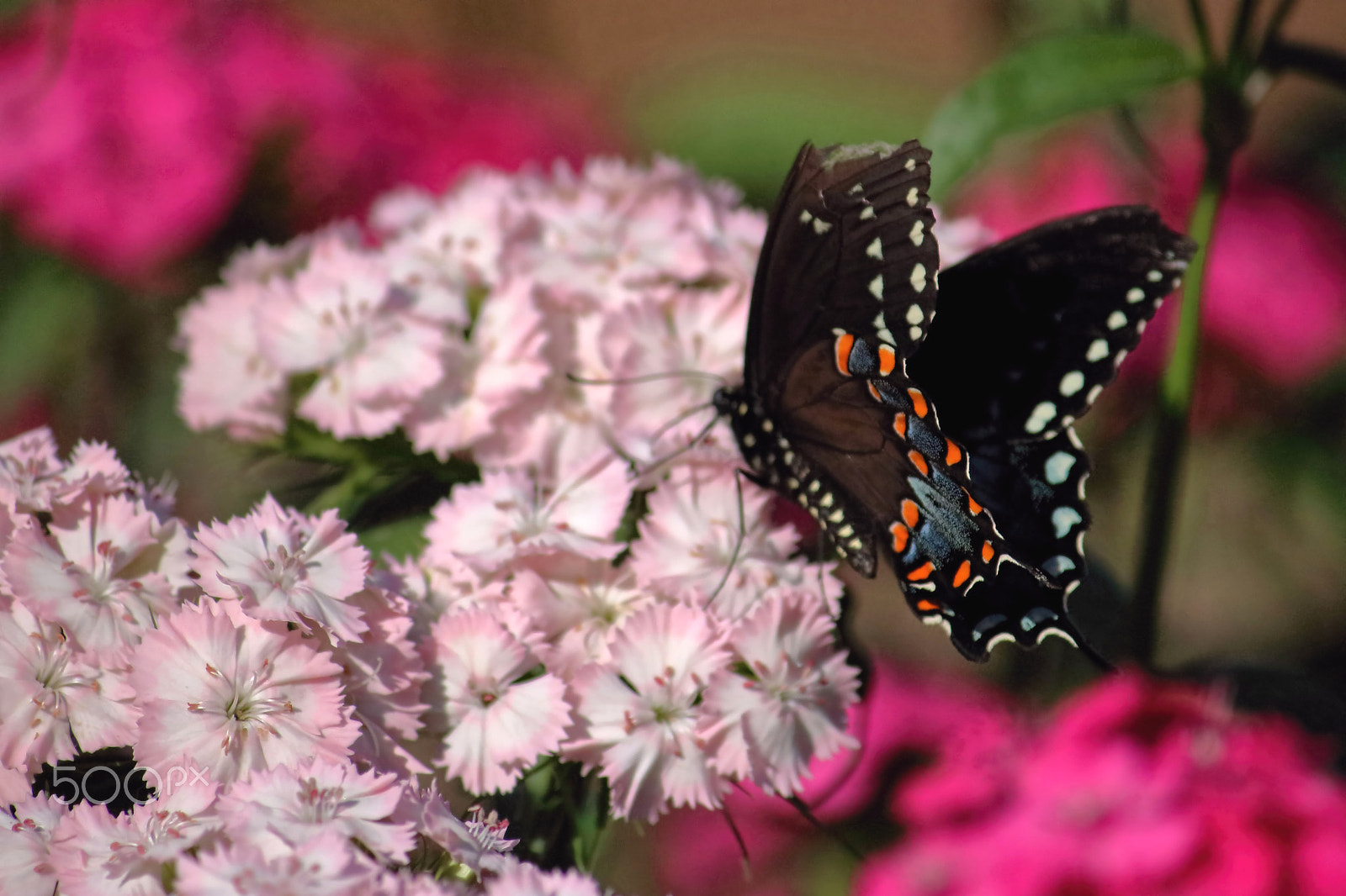 Canon EOS 760D (EOS Rebel T6s / EOS 8000D) sample photo. Butterfly and flowers i photography