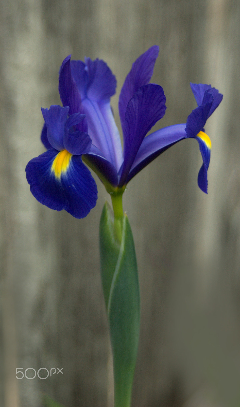 Nikon D3000 sample photo. Dutch iris flower photography