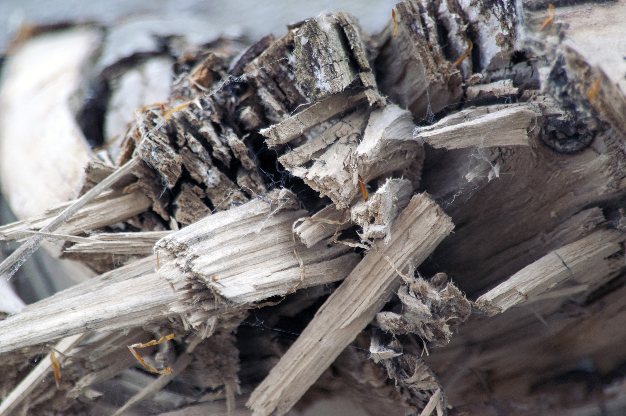 KONICA MINOLTA MAXXUM 5D sample photo. Splintered photography