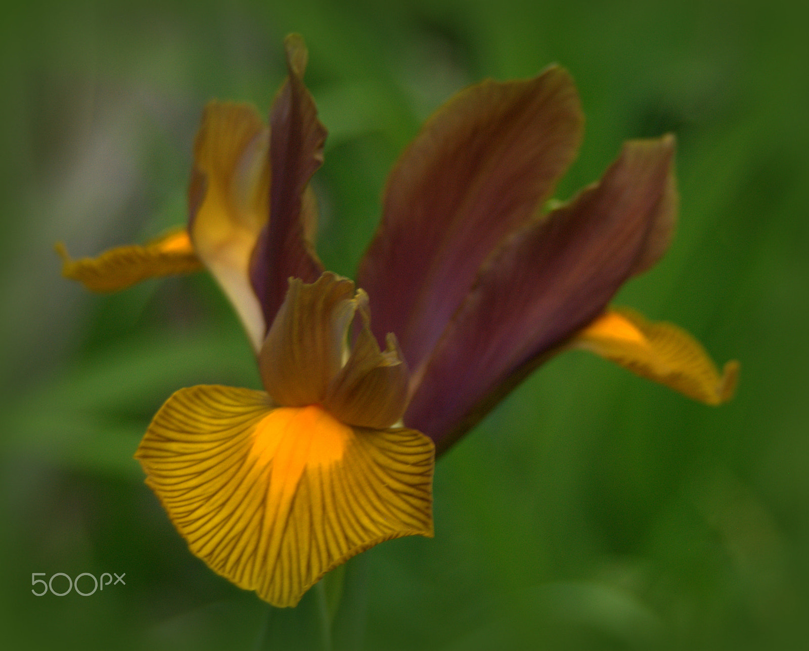 Sigma 28-90mm F3.5-5.6 Macro sample photo. Dutch iris photography