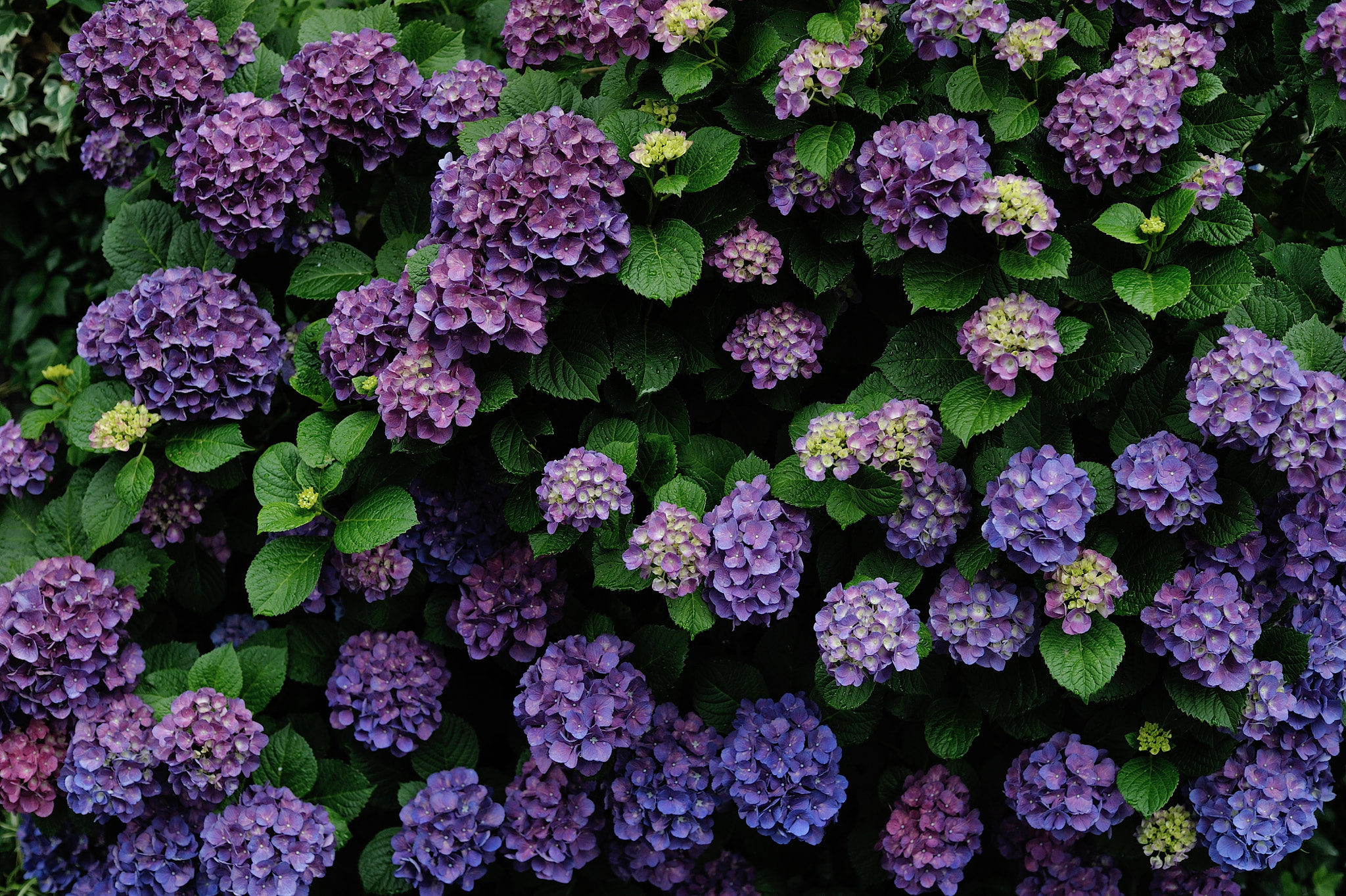 Nikon D700 + Voigtlander Nokton 58mm F1.4 SLII sample photo. Hydrangea photography