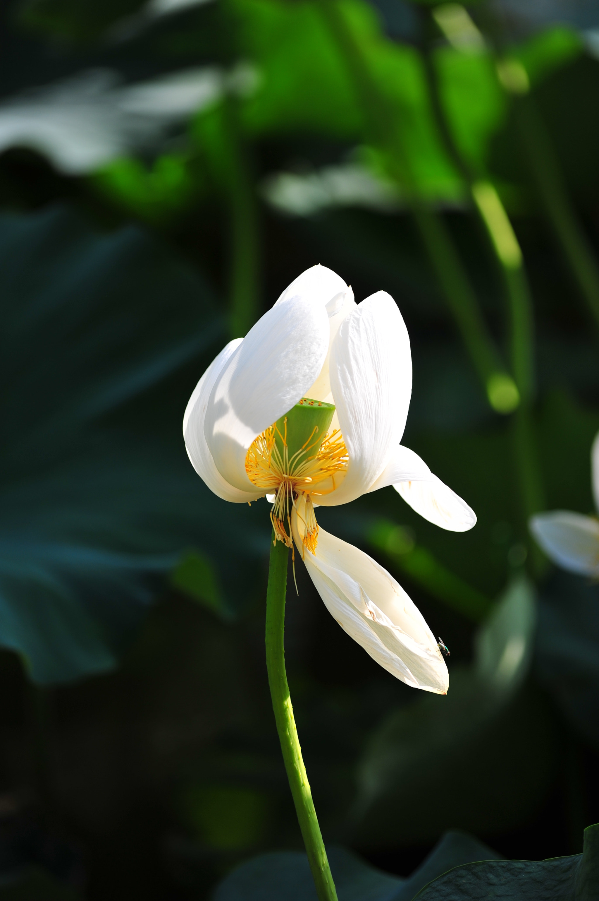 Nikon D3 + Nikon AF Micro-Nikkor 200mm F4D ED-IF sample photo. Dsc_4168.jpg photography