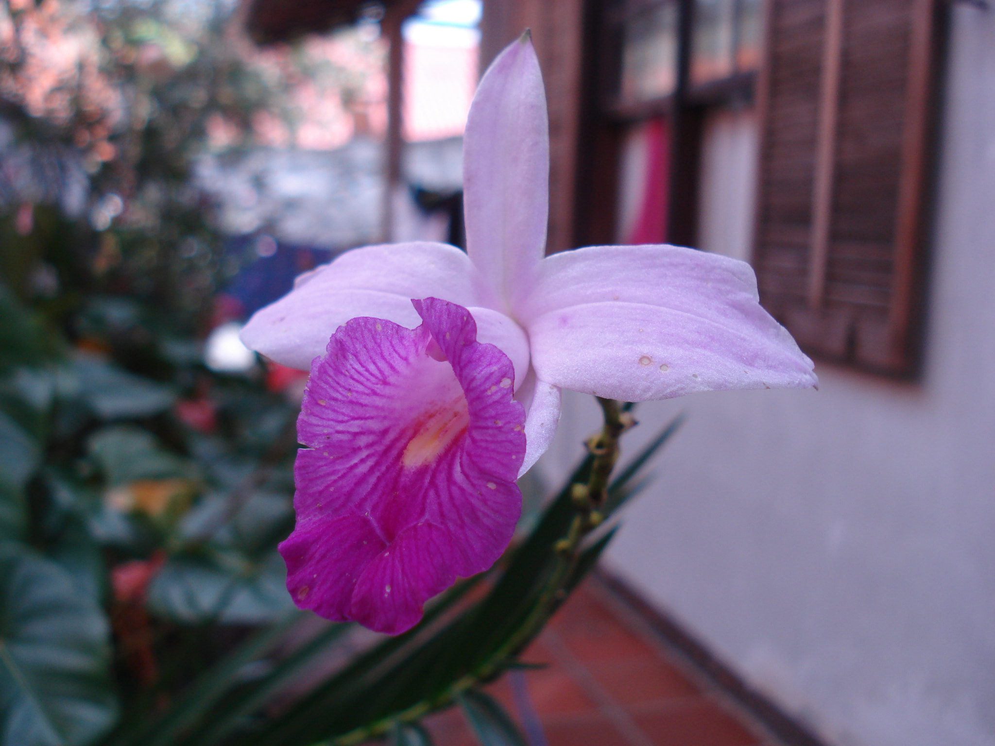 Sony DSC-W70 sample photo. Orquídea photography
