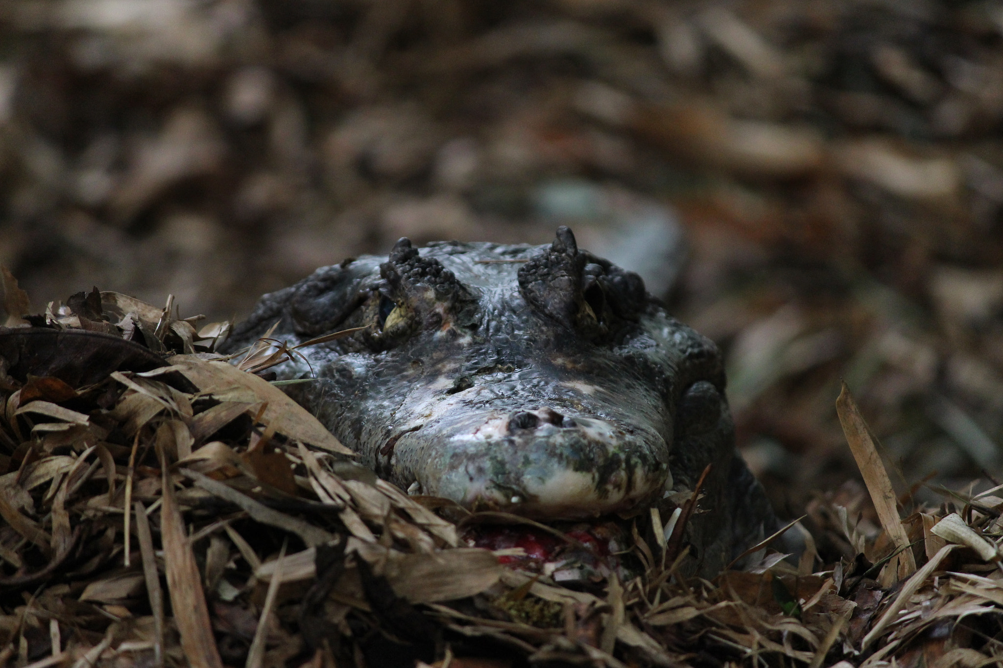 Canon EF 22-55mm f/4-5.6 USM sample photo. "crocodiles are easy. they try to kill and eat you ... photography