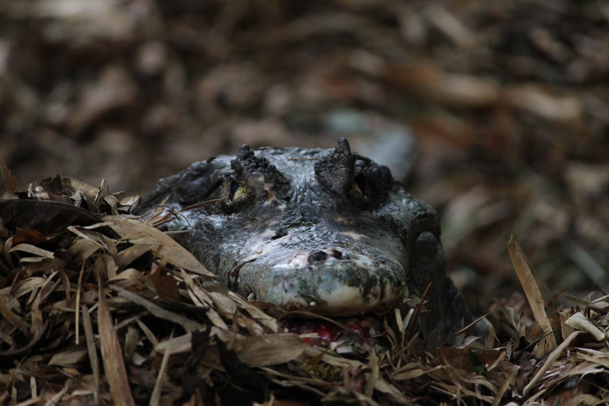 Canon EOS 700D (EOS Rebel T5i / EOS Kiss X7i) + Canon EF 22-55mm f/4-5.6 USM sample photo. "crocodiles are easy. they try to kill and eat you ... photography