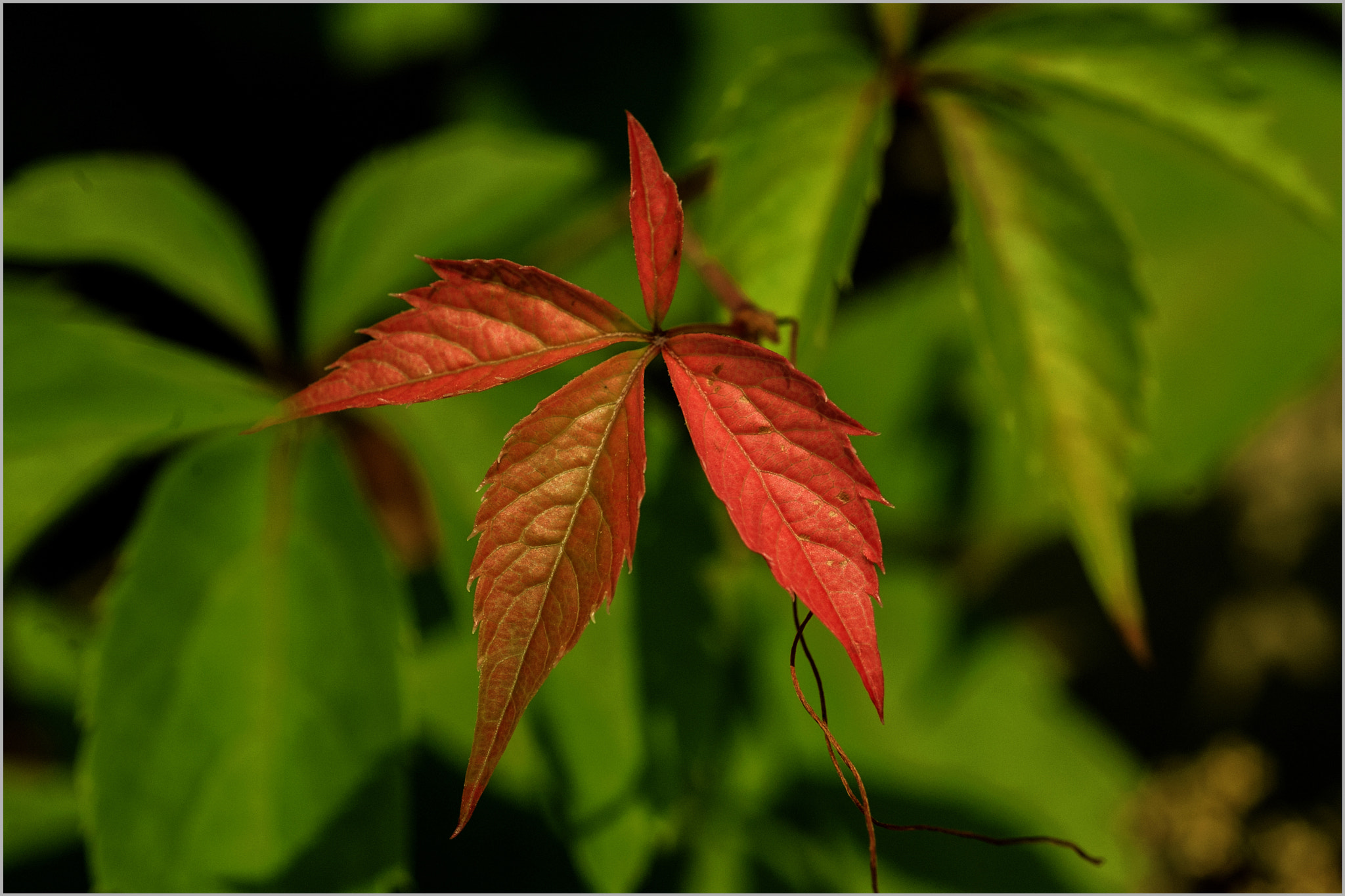 Nikon D700 + AF Micro-Nikkor 60mm f/2.8 sample photo. *** photography