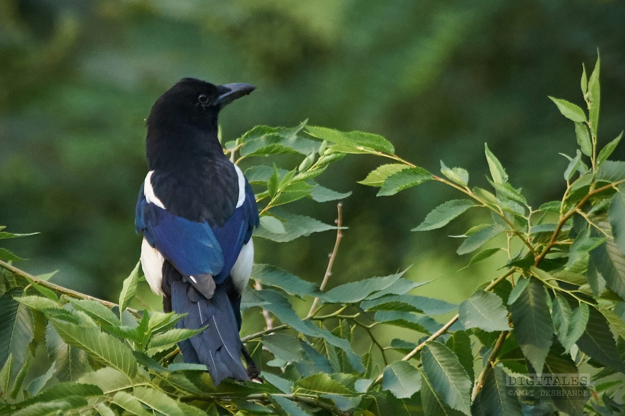 Sony a99 II + Sony 70-400mm F4-5.6 G SSM sample photo. Eurasian magpie photography